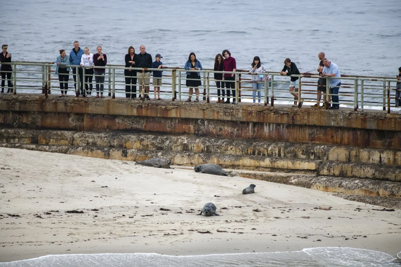 With the beached closed at Casa Beach as known as Children’s Pool La Jolla San Diego, CA for pupping season visitors can view the newborn Harbor Seal (Phoca vitulina) pups from the viewing platform on the seawall. This is one of the only known inland