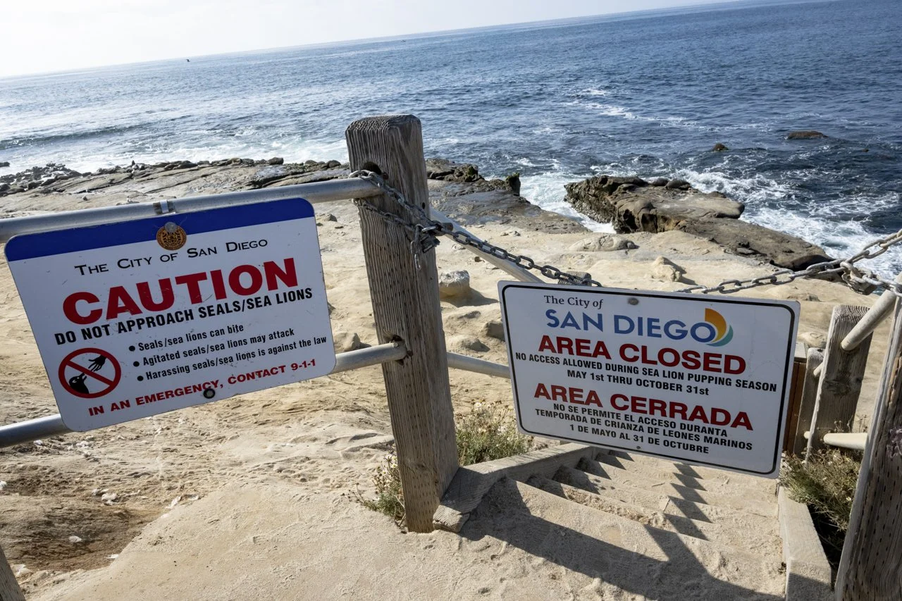 A sign at Point La Jolla , CA  indicates the area is closed due to the dangers of approaching California Sea Lion (Zalophus californianus). With the increase of wildlife harassments in the area the City of San Diego has increased their signage to hel
