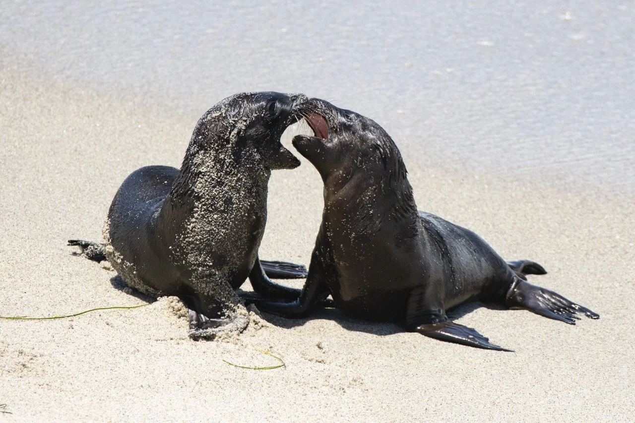 Two newborn California Sea Lion (Zalophus californianus) pups play with one another in La Jolla, CA.