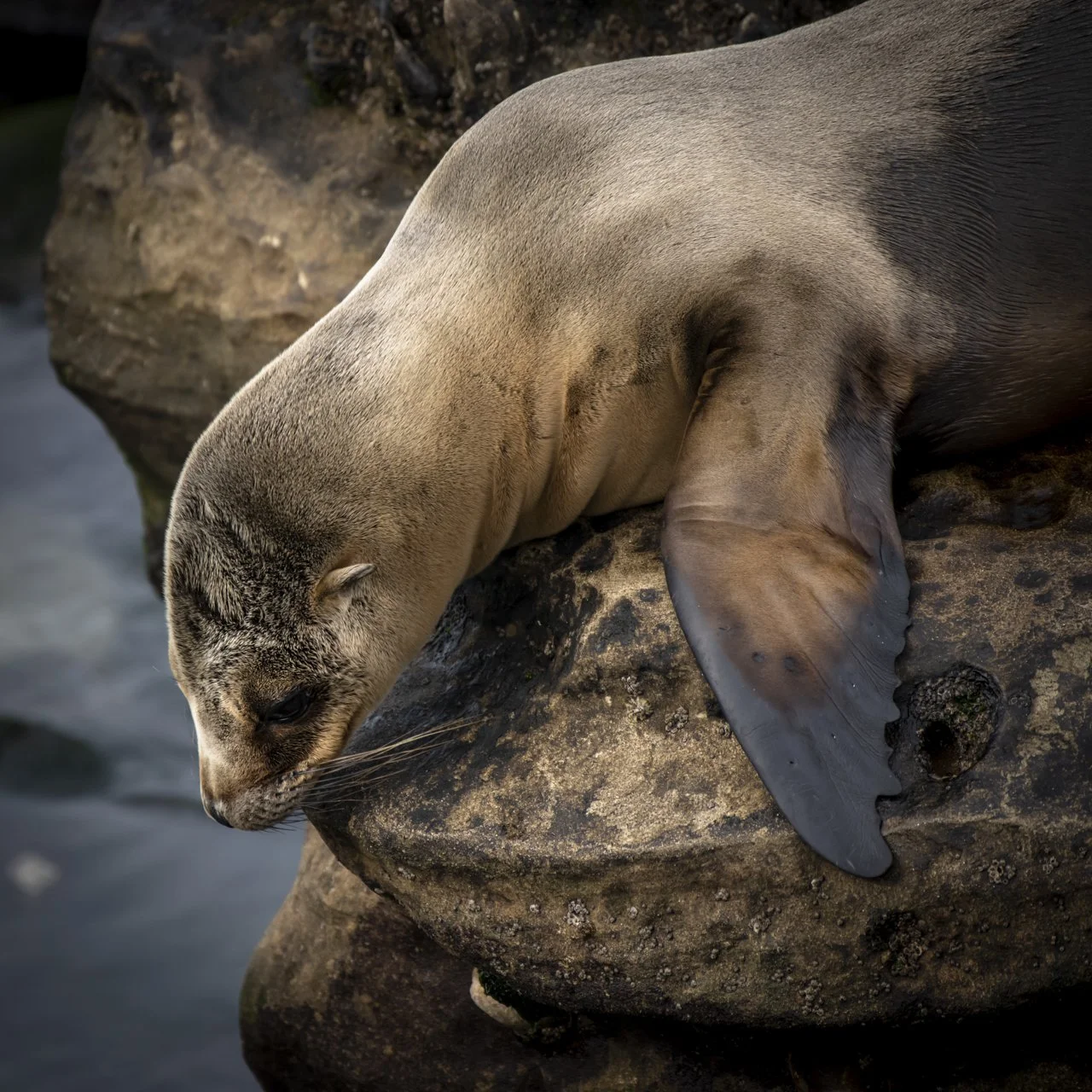 A California Sea Lion (Zalophus californianus) is about to enter the water in La Jolla, CA.