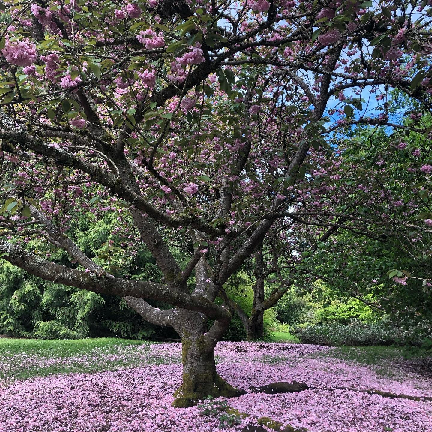 Feeling pretty lucky. Got to spend the day at the @seattlearboretum with a group of beautiful humans - lawyers, therapists, coaches, financial neutrals&mdash; all talking about being trauma aware and how to differentiate our emotions from our clients