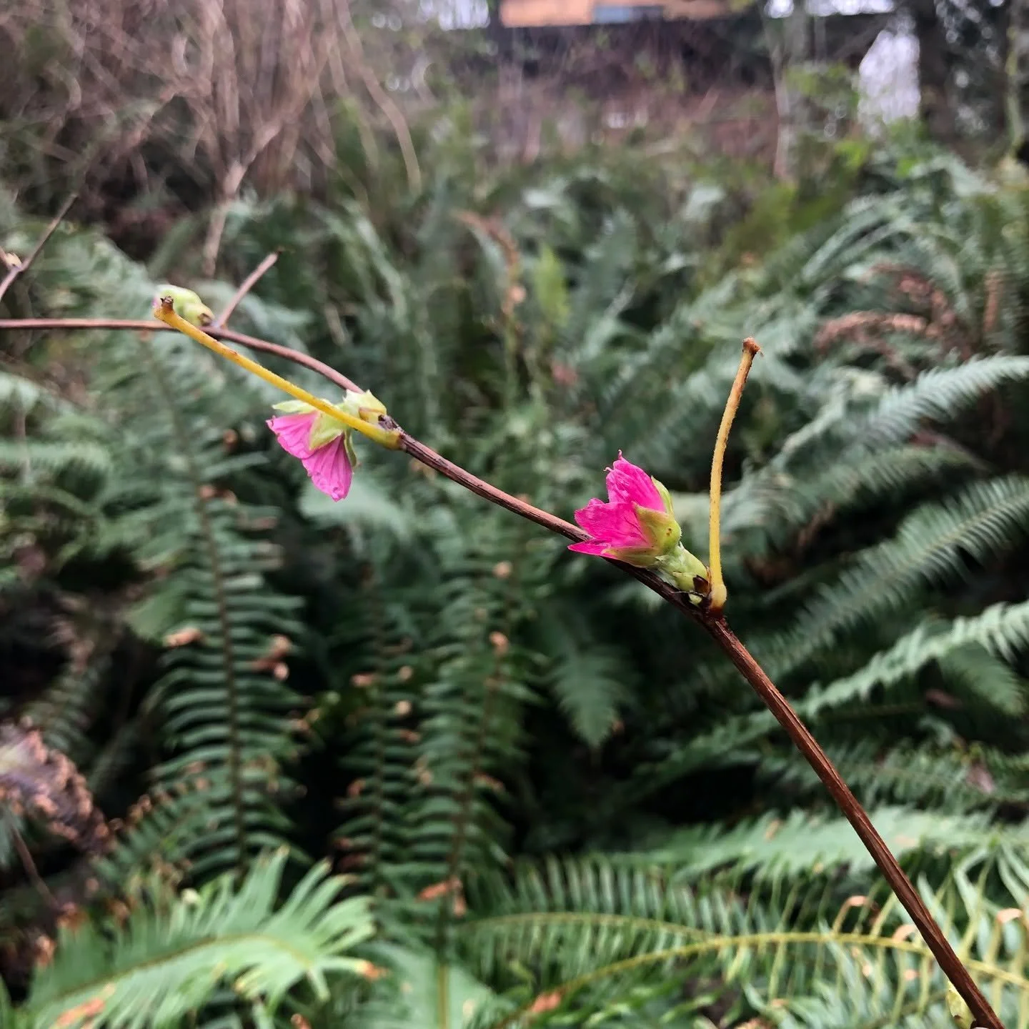 Salmonberry flowers. The first sign.

Out of the grey comes the brightest, pinkest pink. 

Hope. Resilience. Boldness.