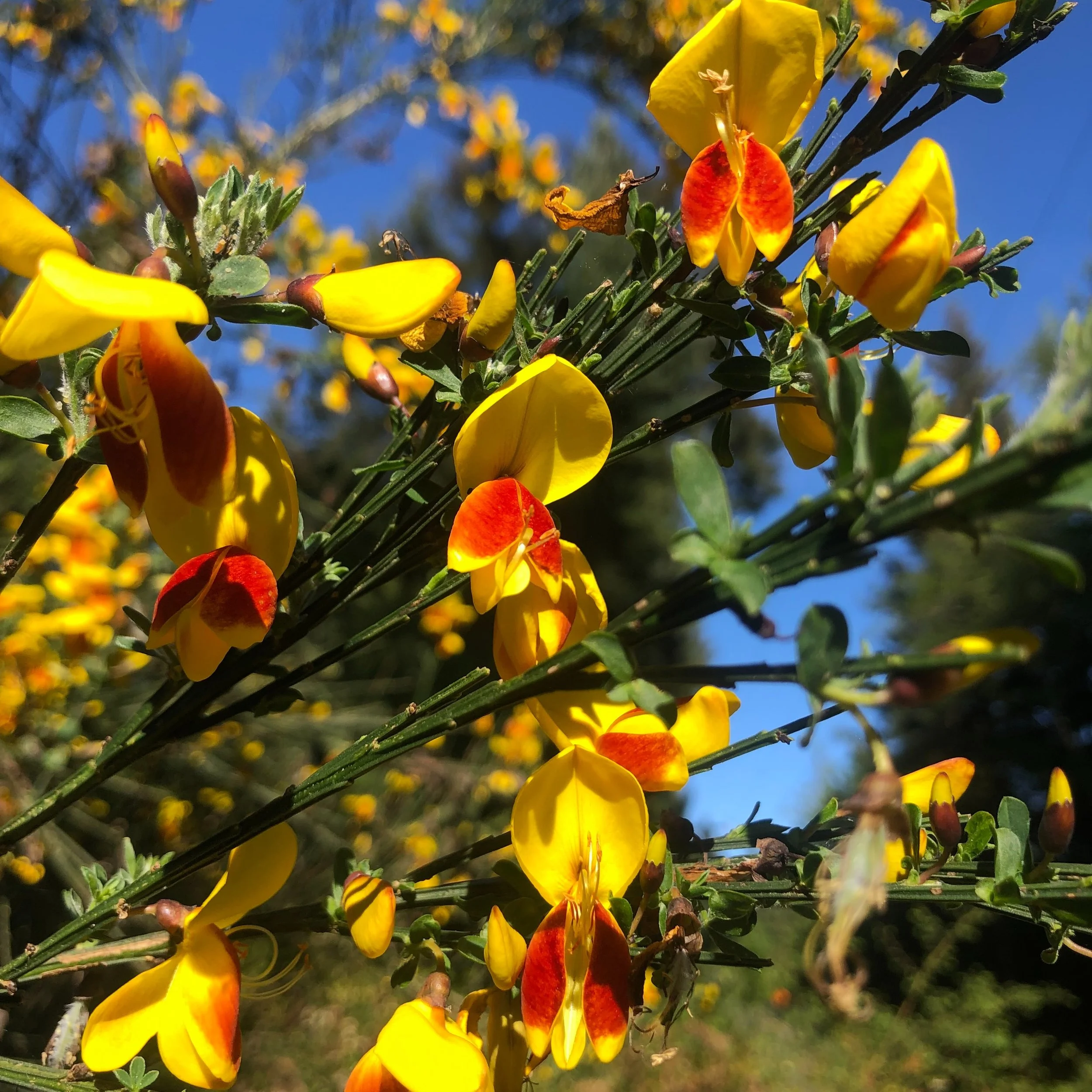 If this Scotch Broom could talk...

...Dang, this is hard soil. Well, I'll make do. And might as well put on my best lipstick while I give it a go!