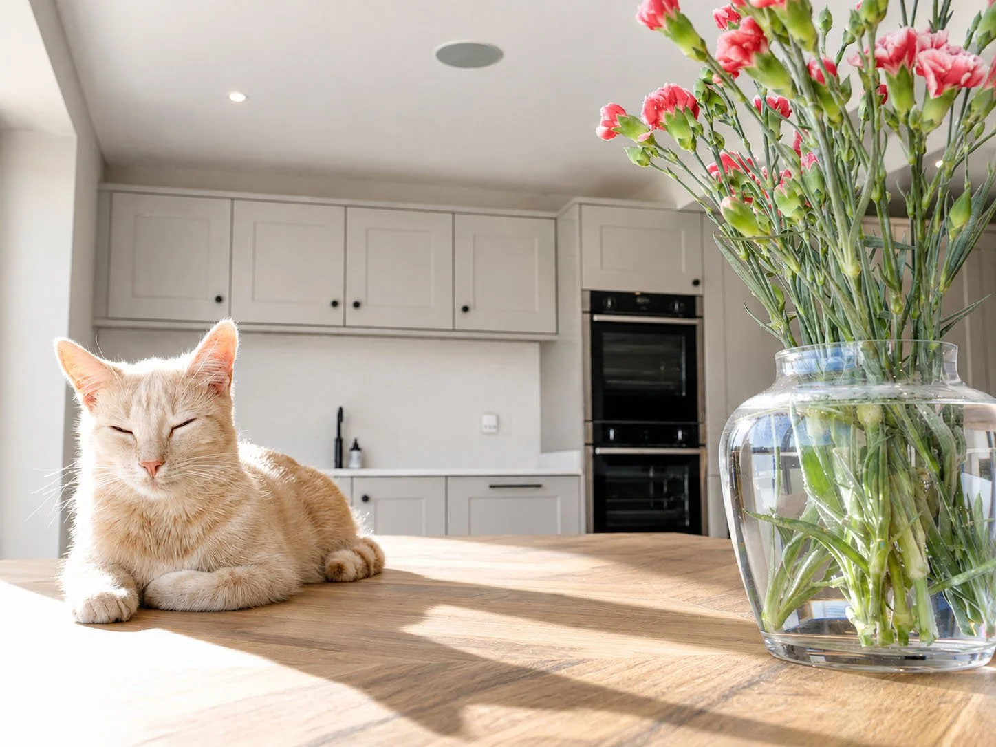 sunlit-kitchen-cat-flowers-interior.jpg