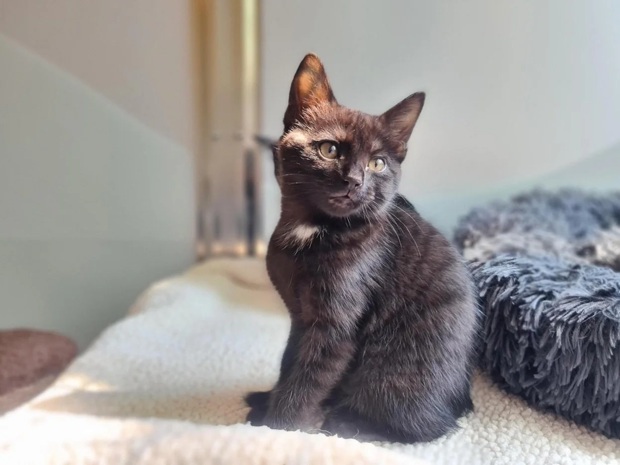 Jax 🖤

The last few days have been truly heartbreaking, with our little Jax, only a year and a half, who we got from Battersea, lost his ability to use his hind legs suddenly. To discover he has heart disease and had a blood clot. 

Thankfully our c