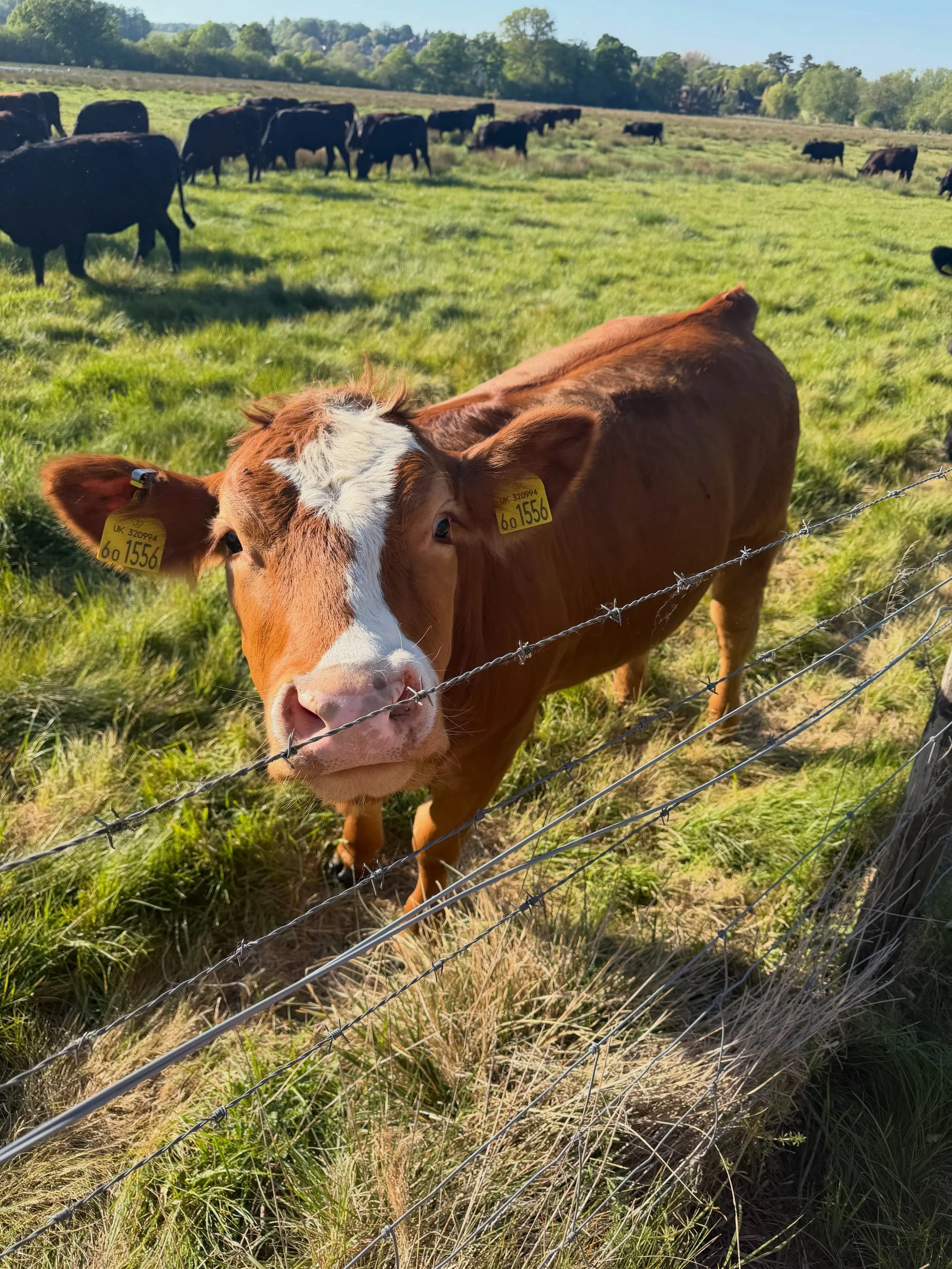 🐮 

Was trying to blend in 🙋🏽&zwj;♀️

Loving seeing friends PB (pre baba) 💕