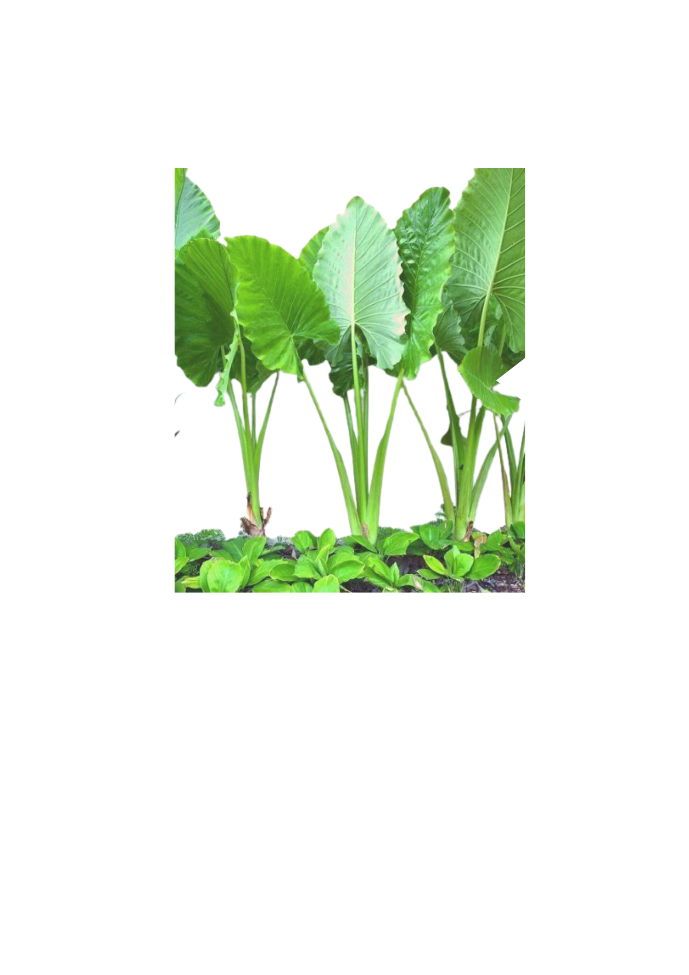 Copy of Bulldog Palms Catalog 2024 (2).png