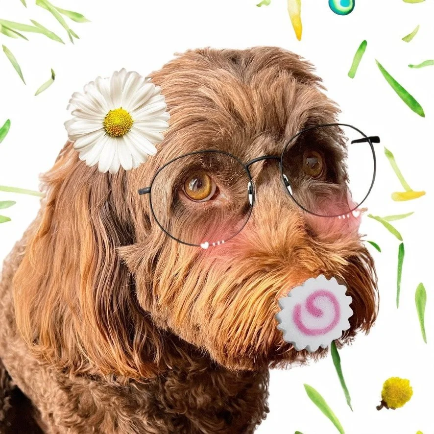 A brown dog with curly fur wearing round glasses with a daisy flower on its head. It has a pink and white swirl lollipop in its mouth, and there are yellow and green flower petals scattered around.