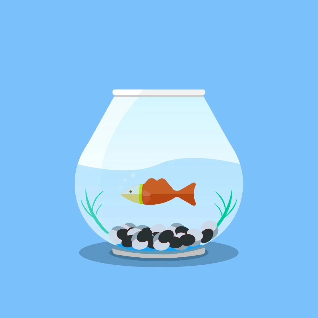 A small fishbowl with water, containing a goldfish with a brown body, a green collar, and a white head, decorative rocks at the bottom, and green aquatic plants, set against a blue background.