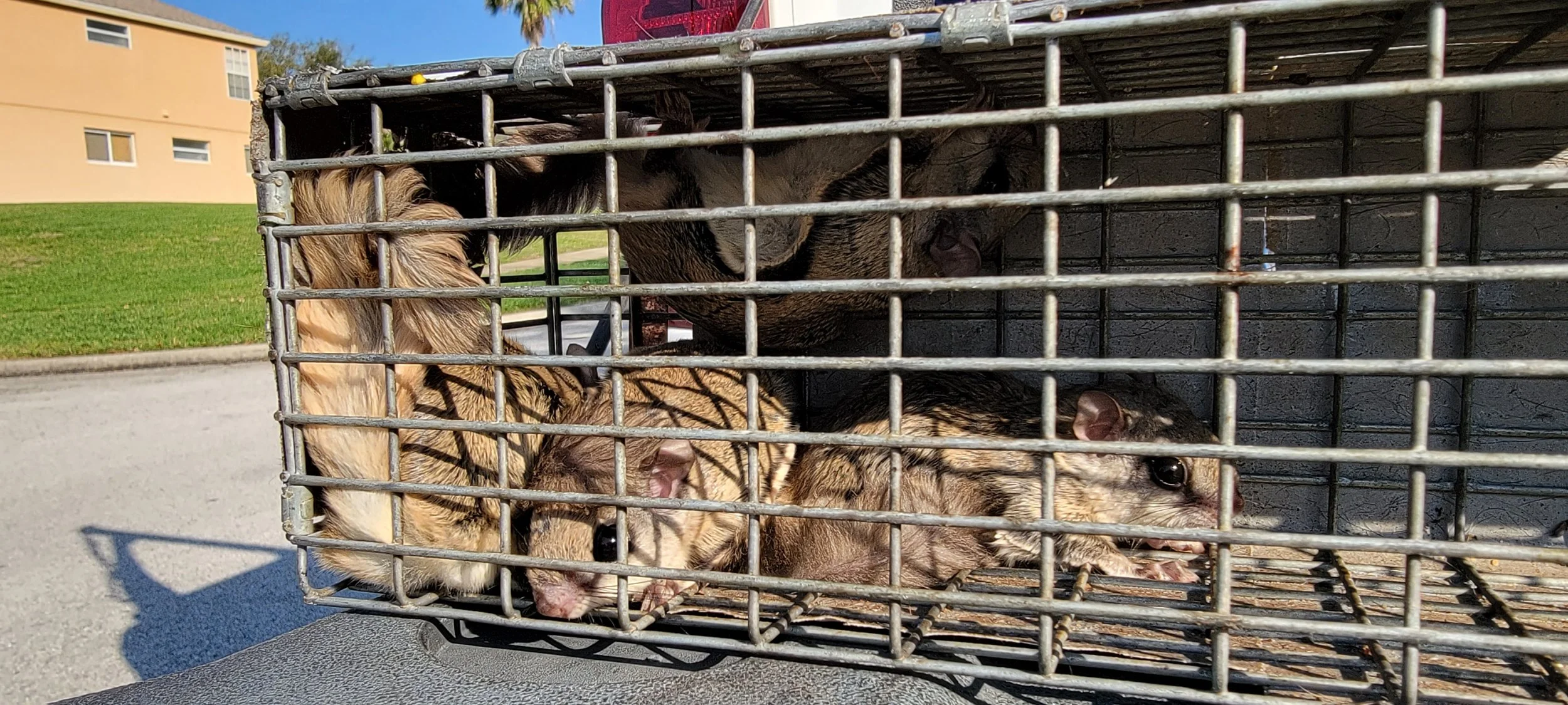 Southern flying squirrels captured during professional attic trapping and exclusion services by Integrity Wildlife Removal in Central Florida