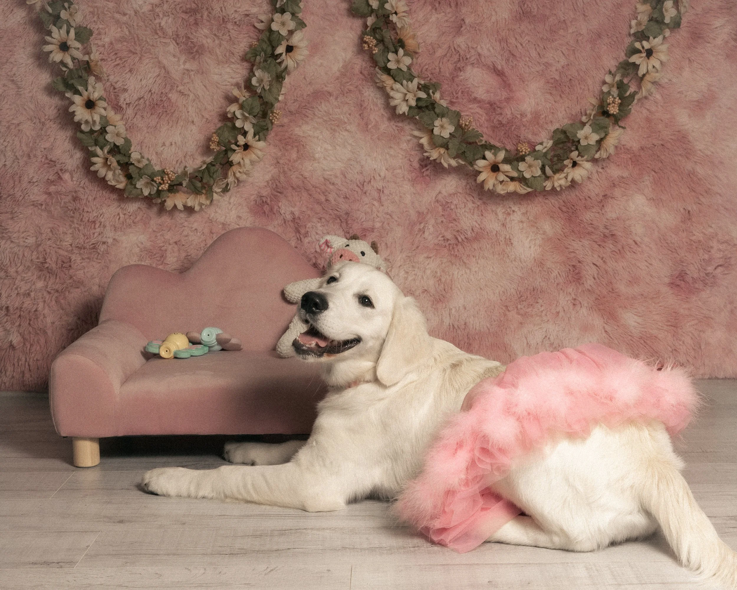 Daisy Mae Golden in Tutu