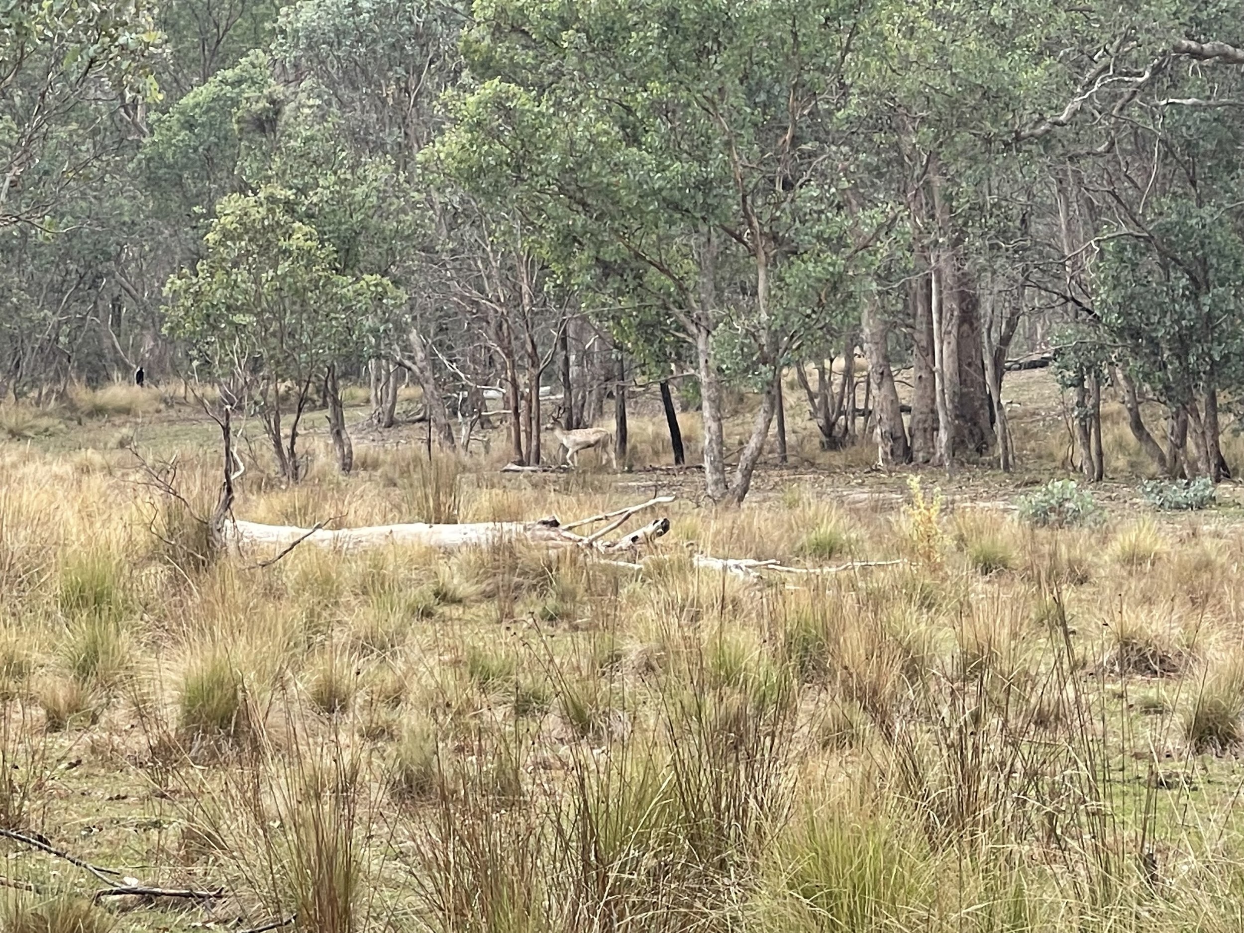March 2025 High Country Fallow Rut — Four Days in Victoria
