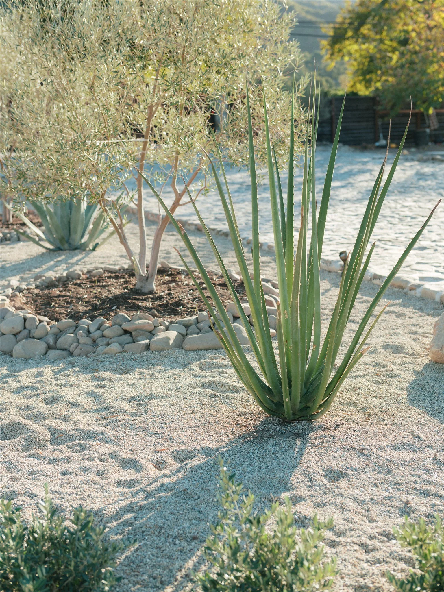 Native plants of Topa Vista's gorgeous landscape in Ojai.