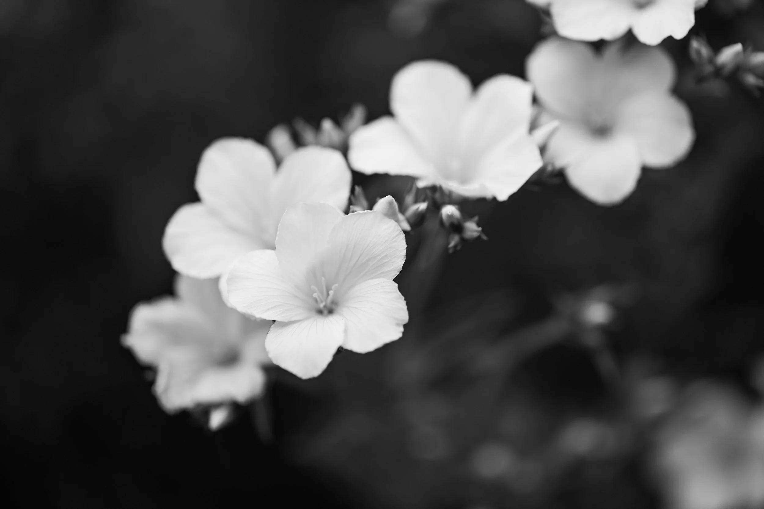 B&W-5.jpg