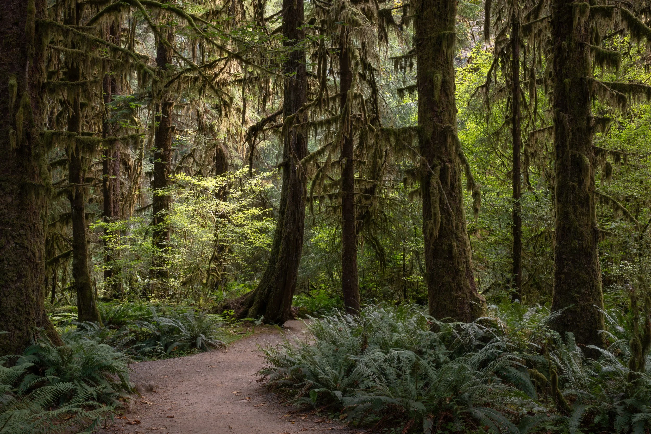 Forks_smaller file.jpg