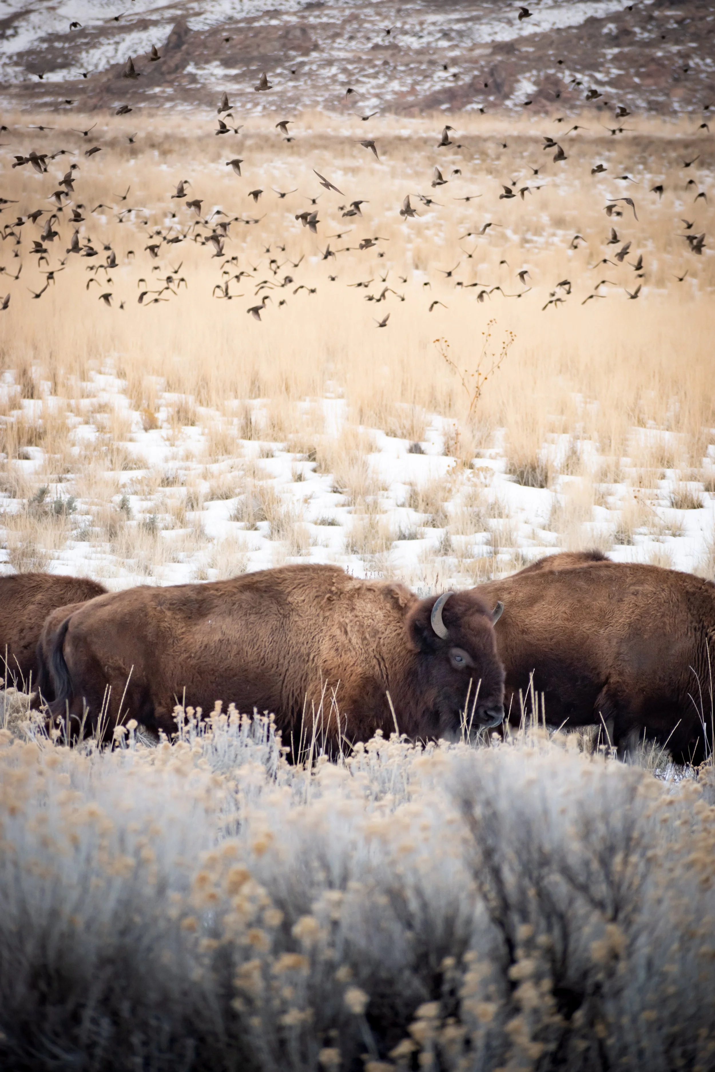 Bison_Antelope Island240122-0374.jpg