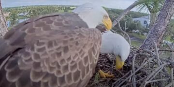 Southwest Florida Eagle Cam goes live as M15 looks for new mate