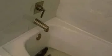 Florida woman “borrows” alligator and keeps it in hotel bathtub