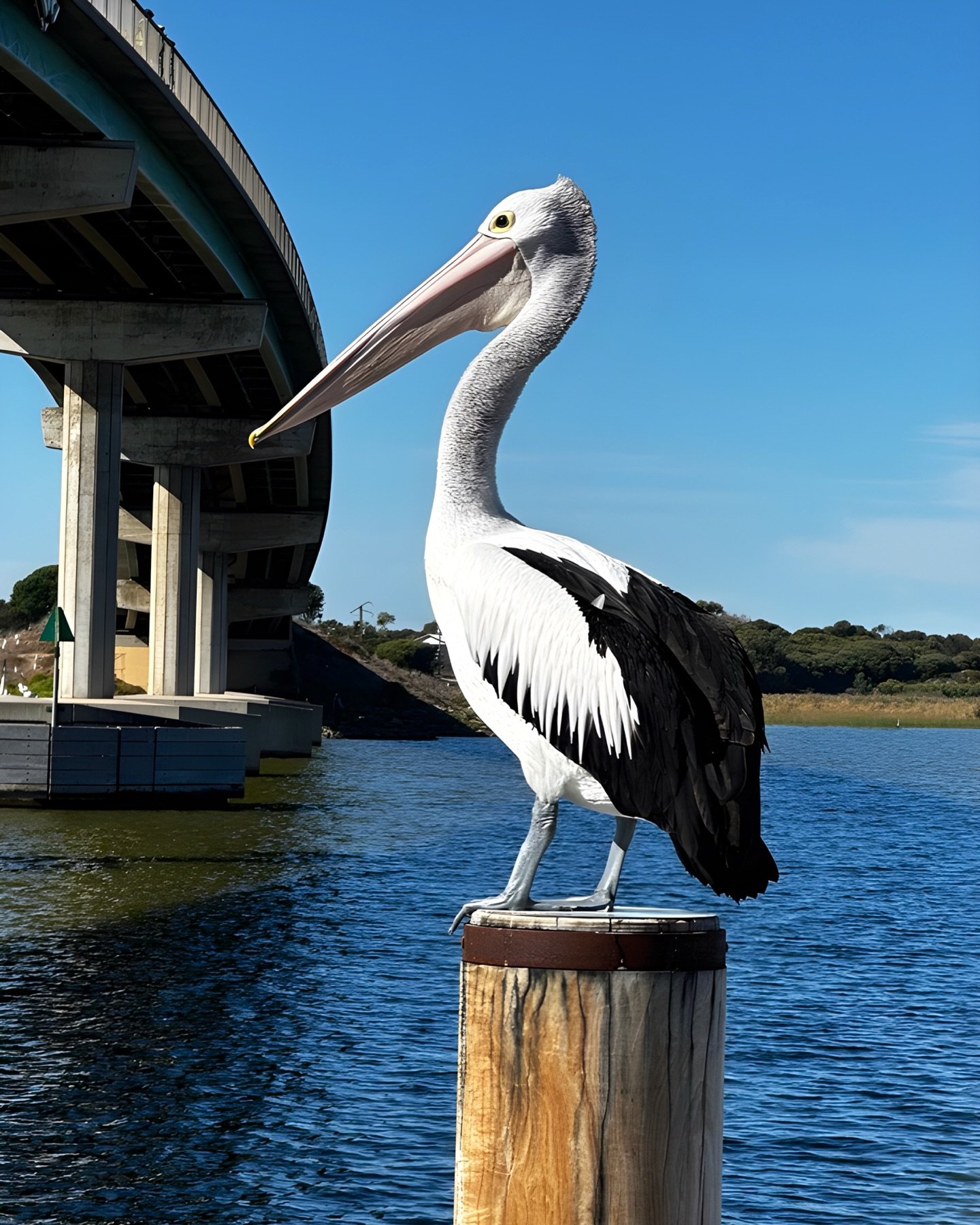 When these cheeky and majestic birds start hanging out near us, it would be rude not to take photos. ☺️ They do like to &lsquo;Strike a Pose&rsquo; when they see me and my phone. 🥰😆