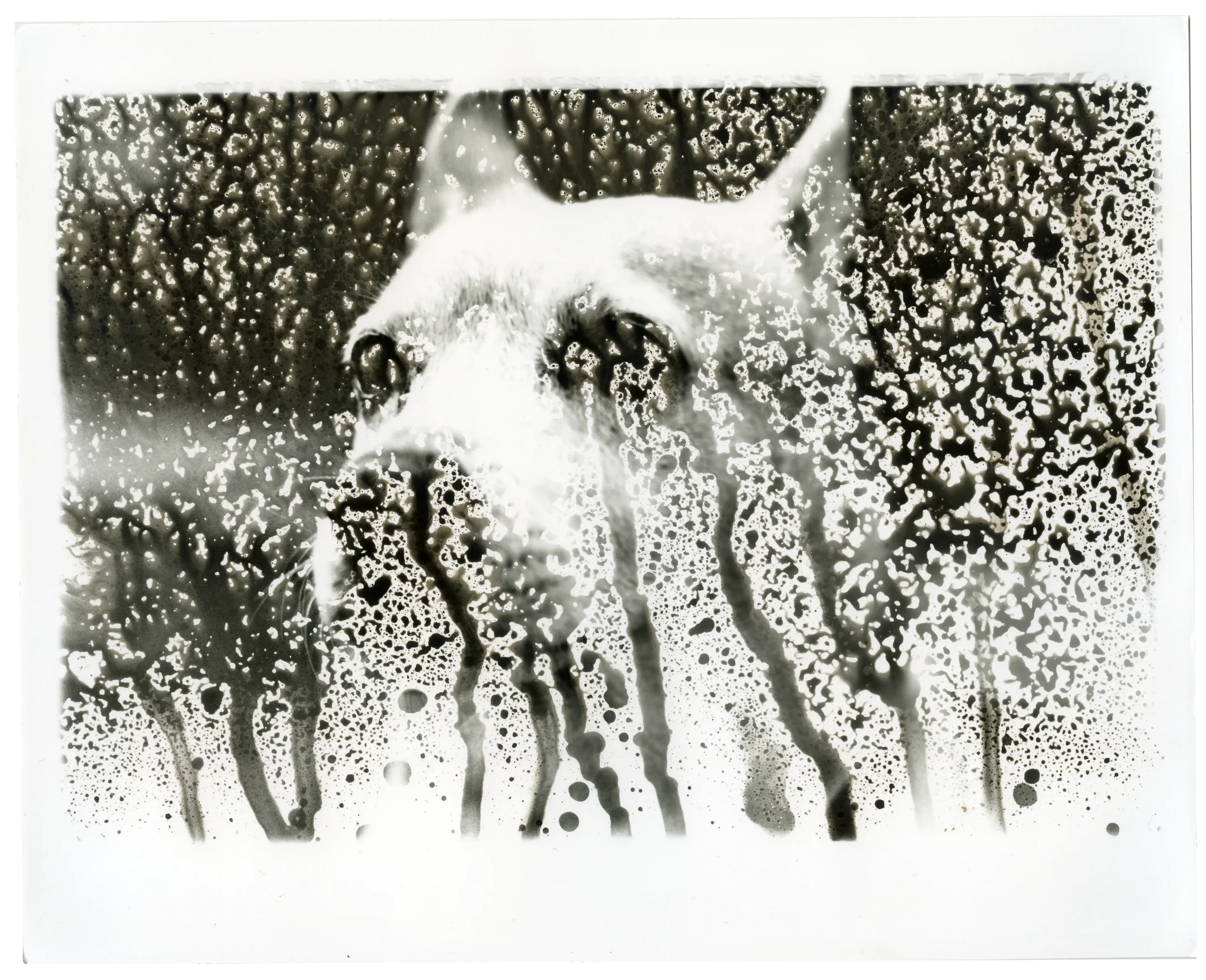 Faded image of dog splattered with water droplets on a scanned photo