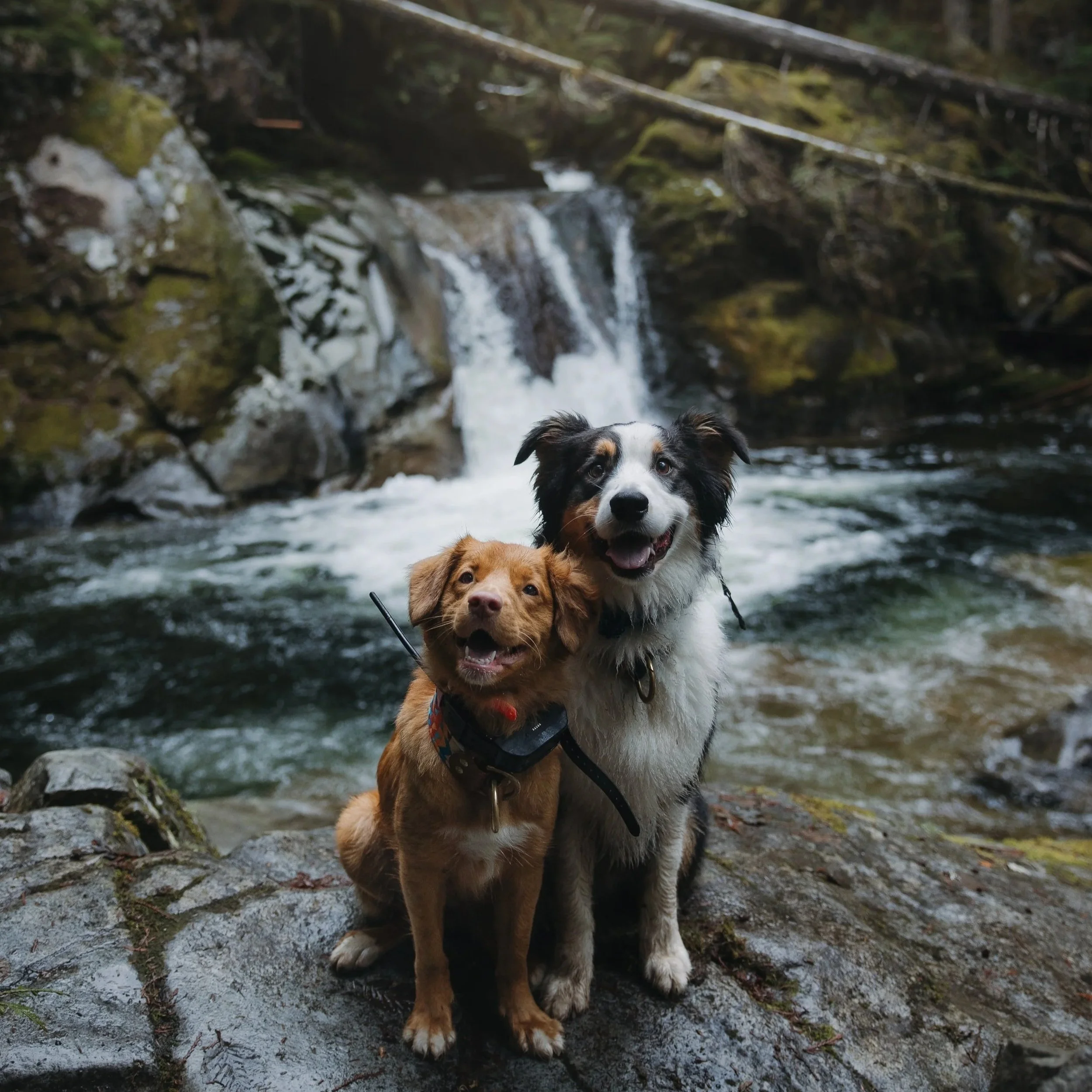 E-Collar Training/Recall Class