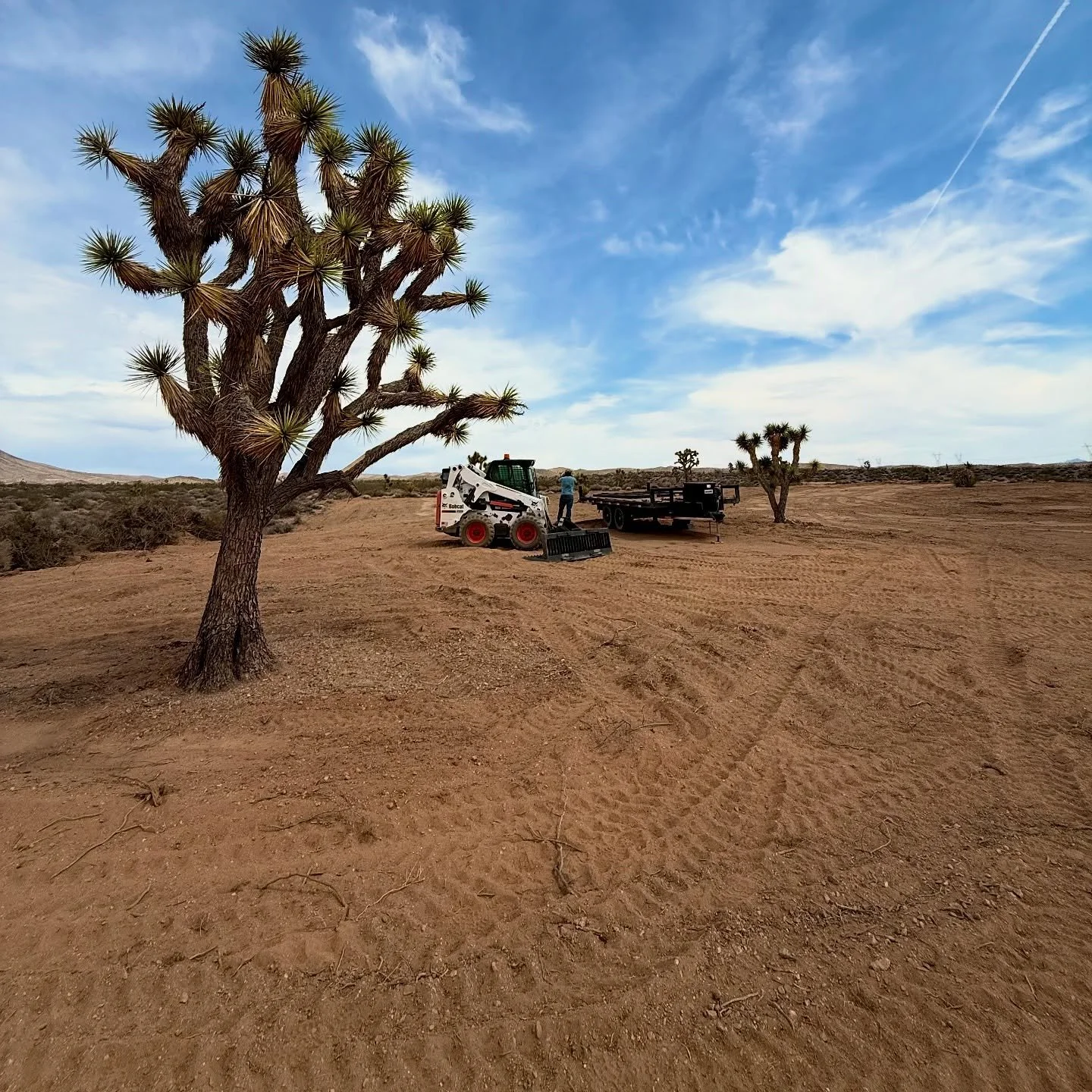 A desert scene with a large Joshua tree in the foreground, a small skid-steer loader with a person near it, a flatbed trailer, and two smaller Joshua trees in the background under a partly cloudy sky.