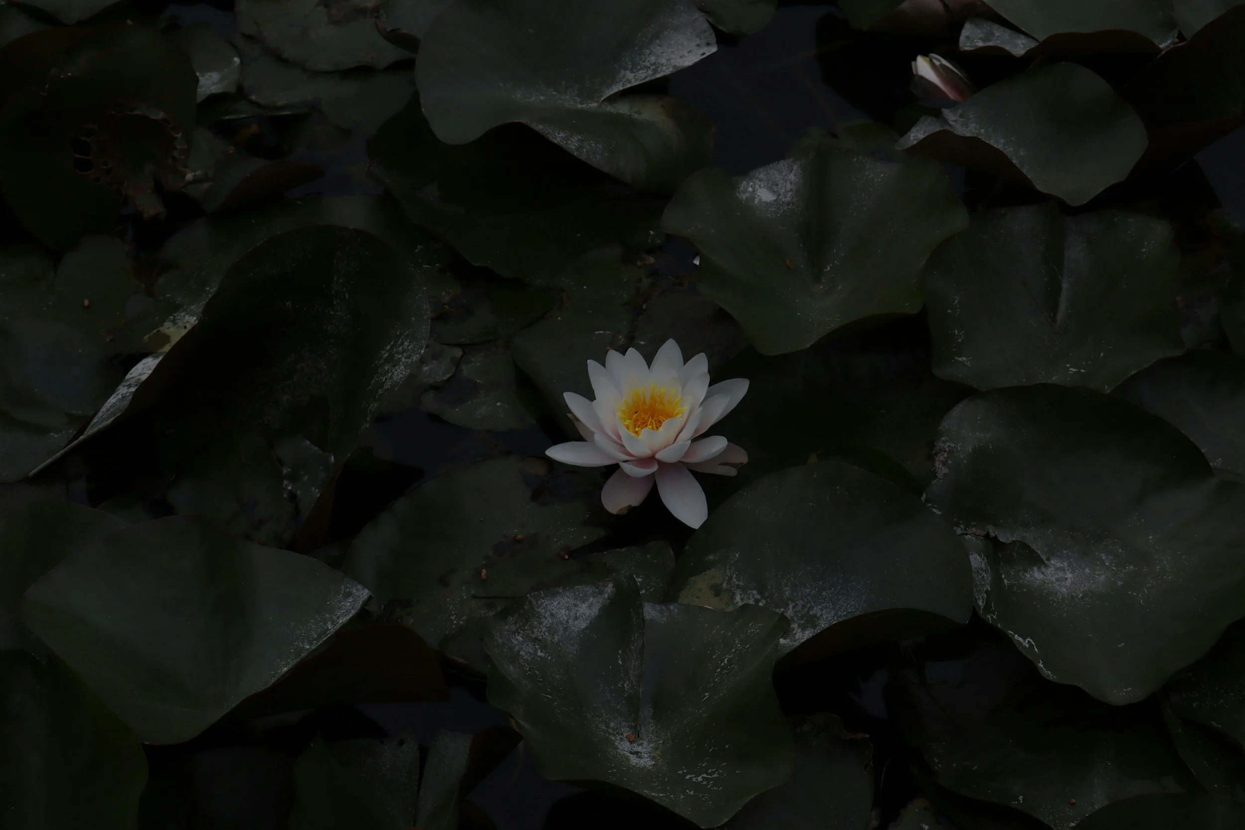 A single white water lily resting on dark, still water