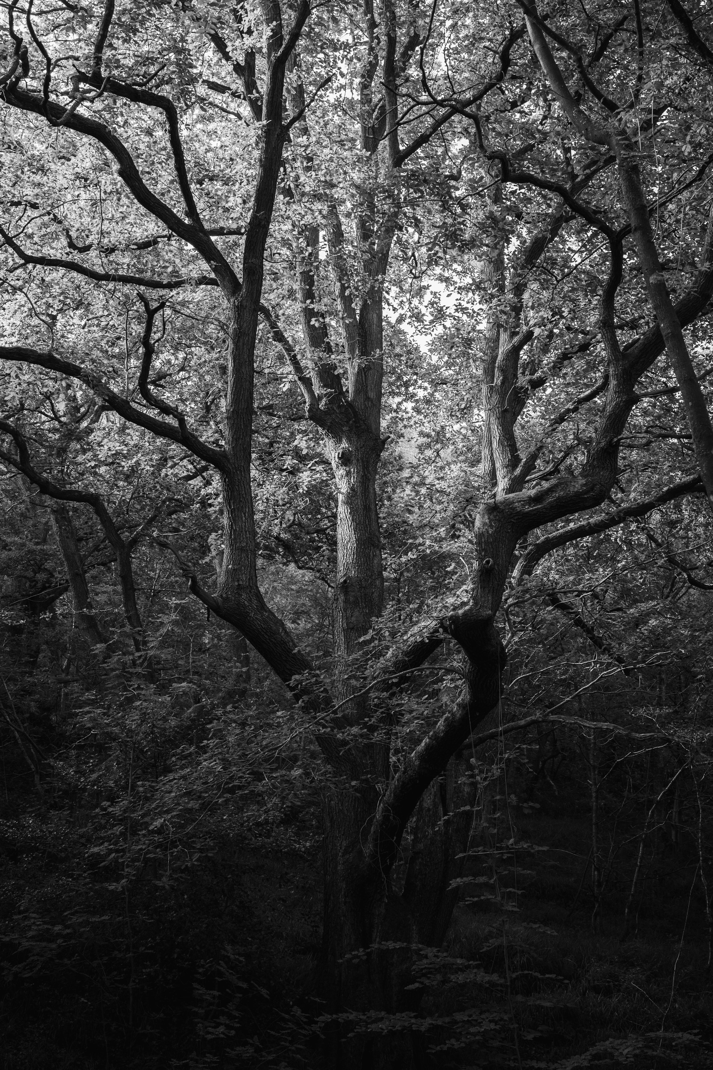 Black and white photograph of a large, twisted tree with dense foliage in a forest.