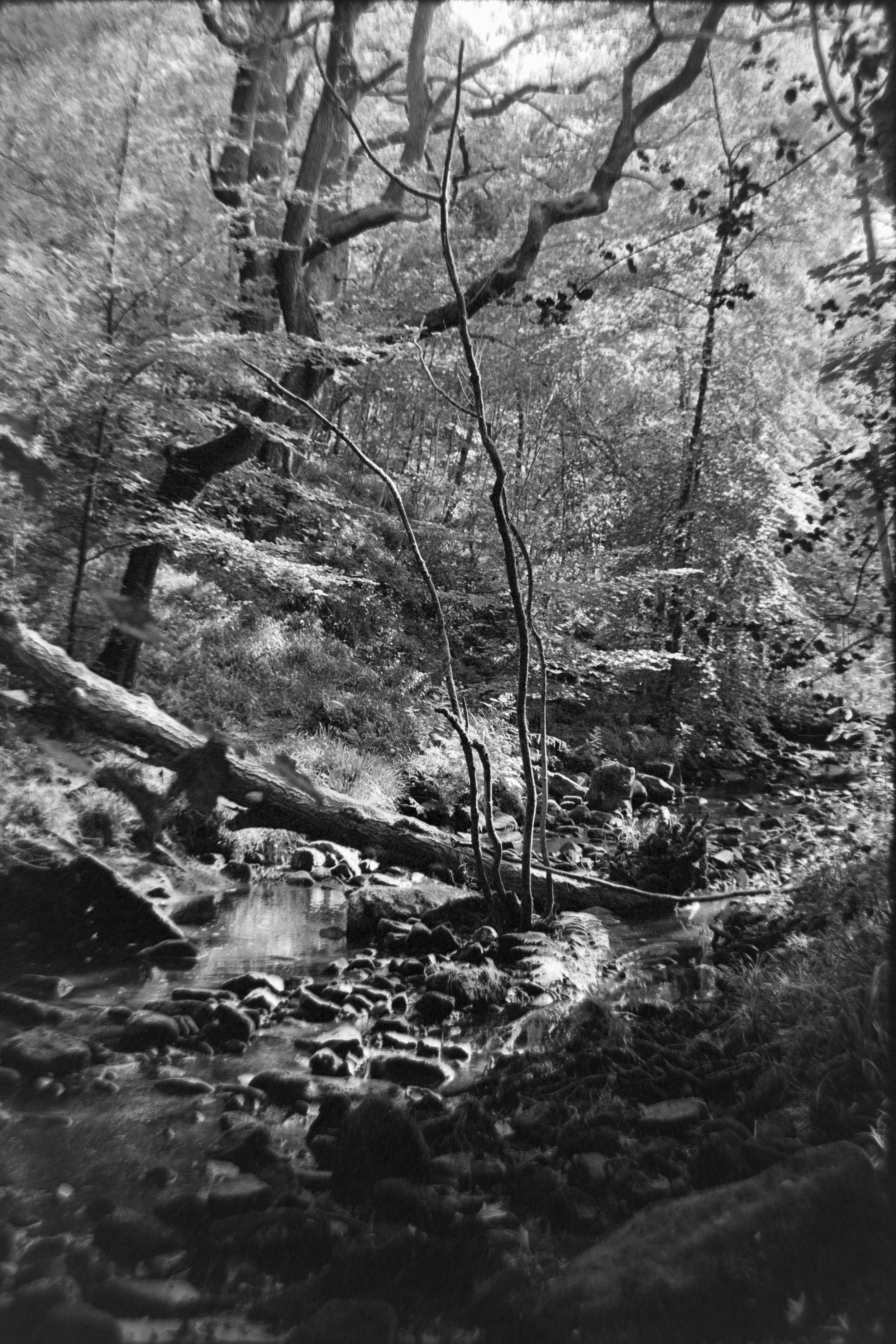 Black and white photograph of a wooded area with a small stream, trees, and rocks.