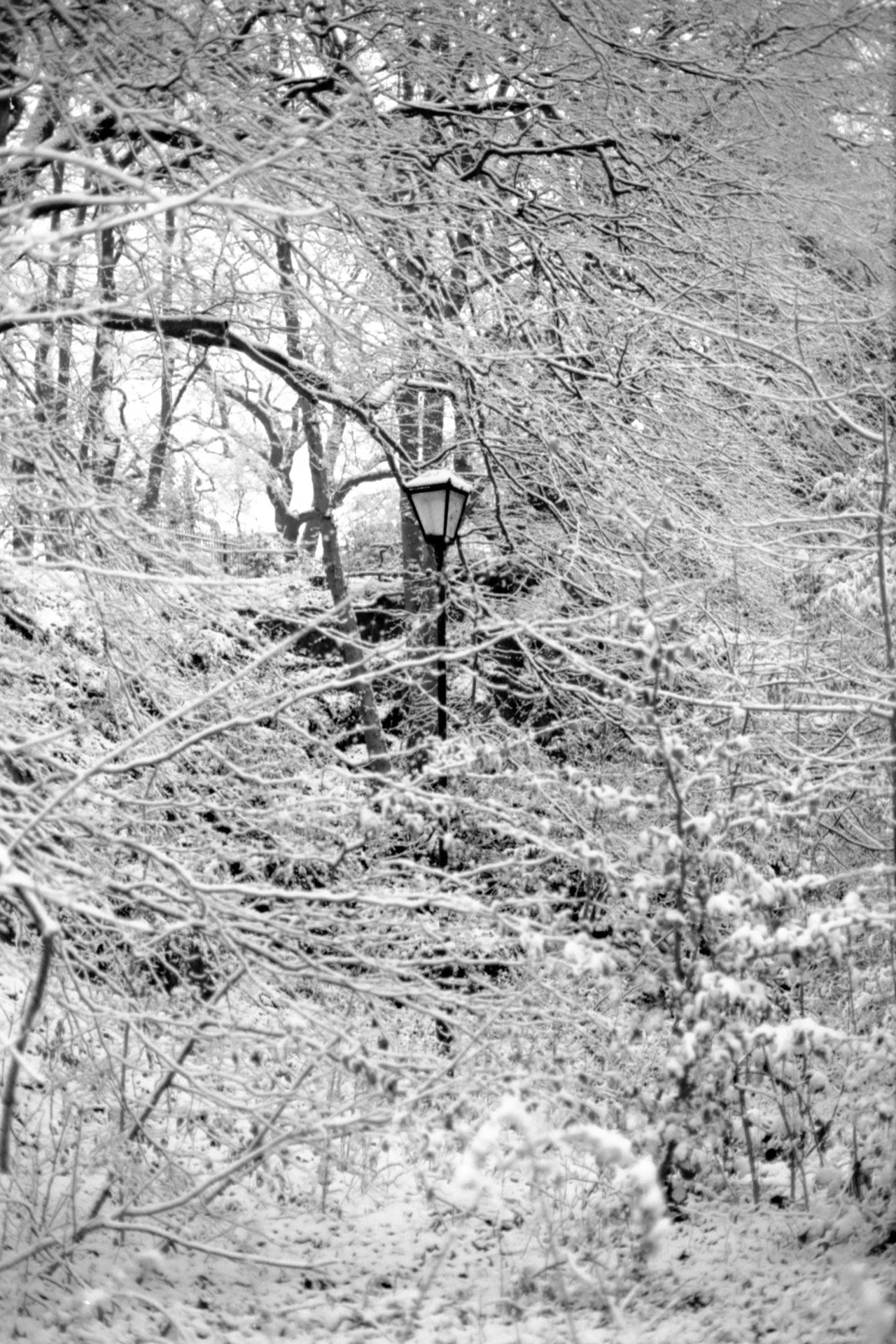 Snow-covered trees and bushes with a streetlamp in the middle of a winter landscape.