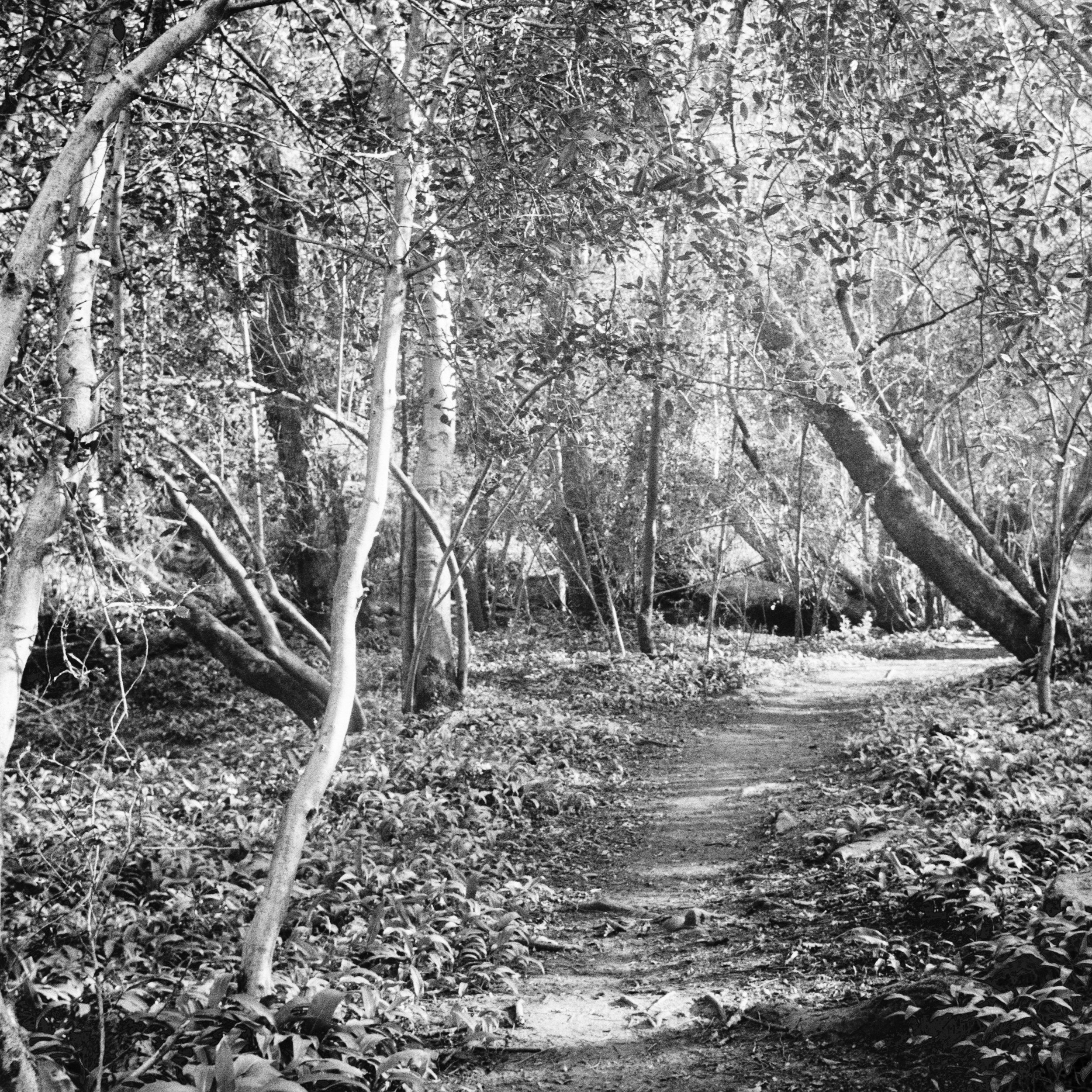 A dirt trail winding through a dense forest with tall trees and undergrowth, shaded by sunlight filtering through the foliage.