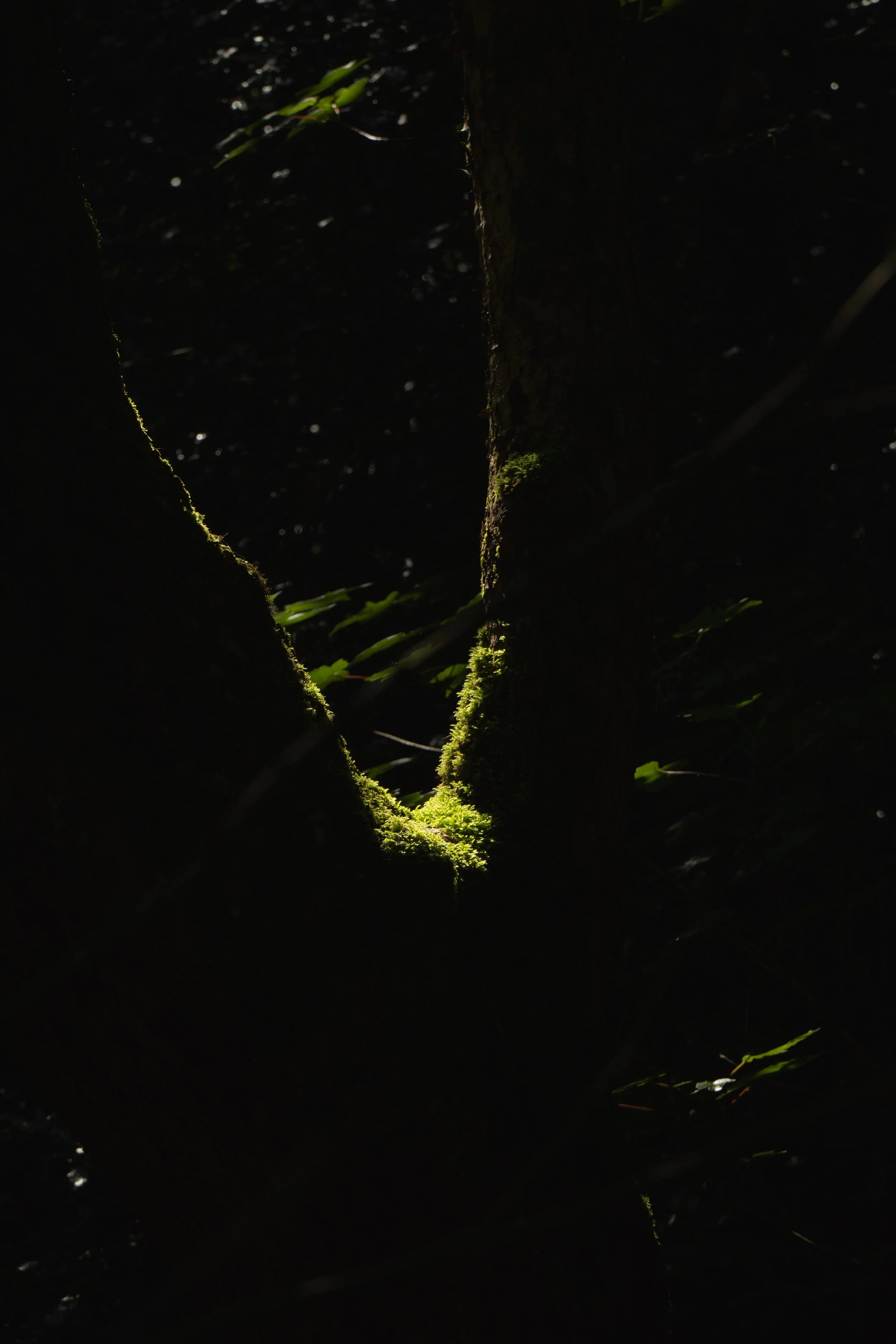 Close-up of moss-covered tree trunk with a heart-shaped gap, illuminated by sunlight in a dark forest.
