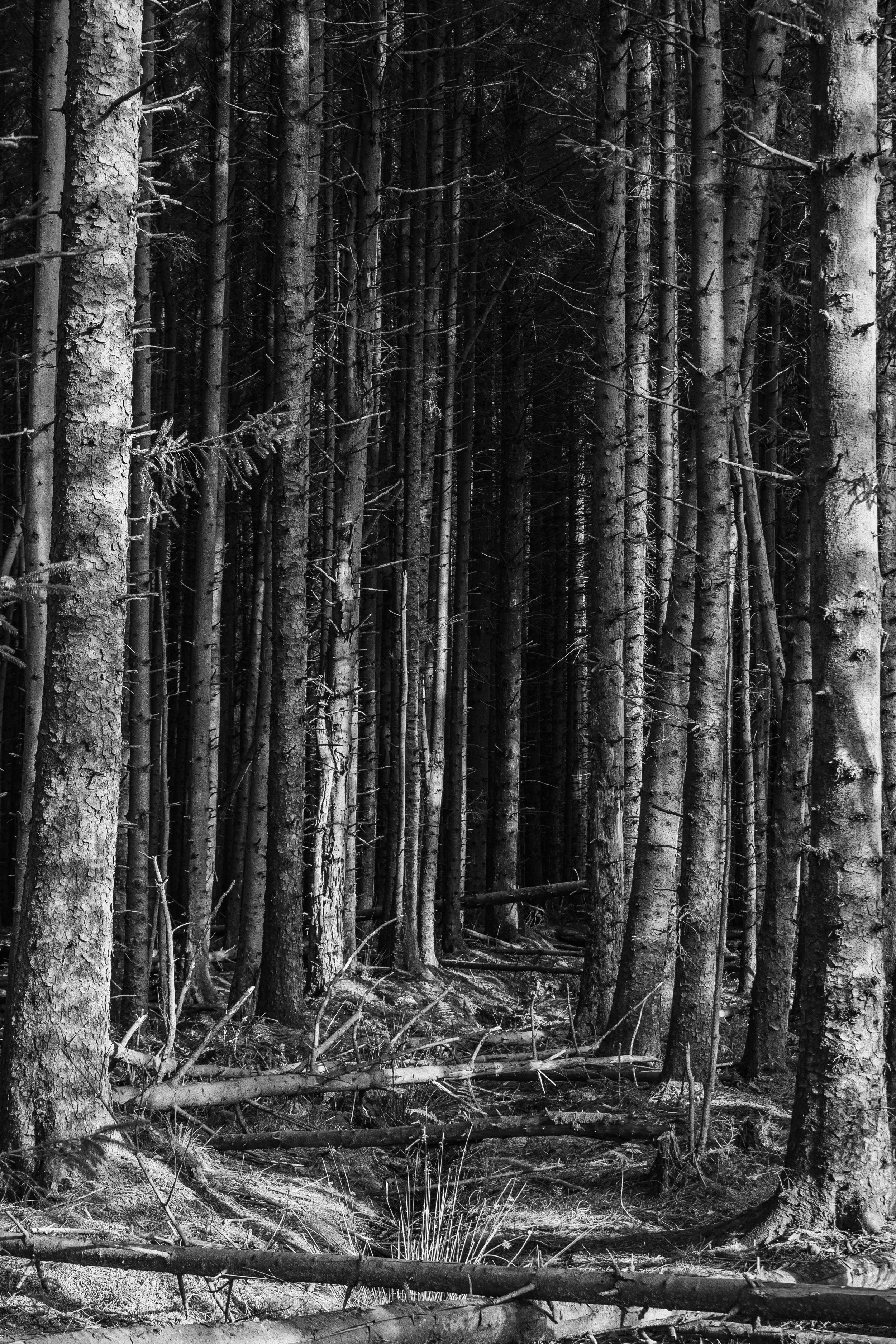 Black and white photograph of a dense forest of tall, thin trees with a narrow pathway ending in darkness.
