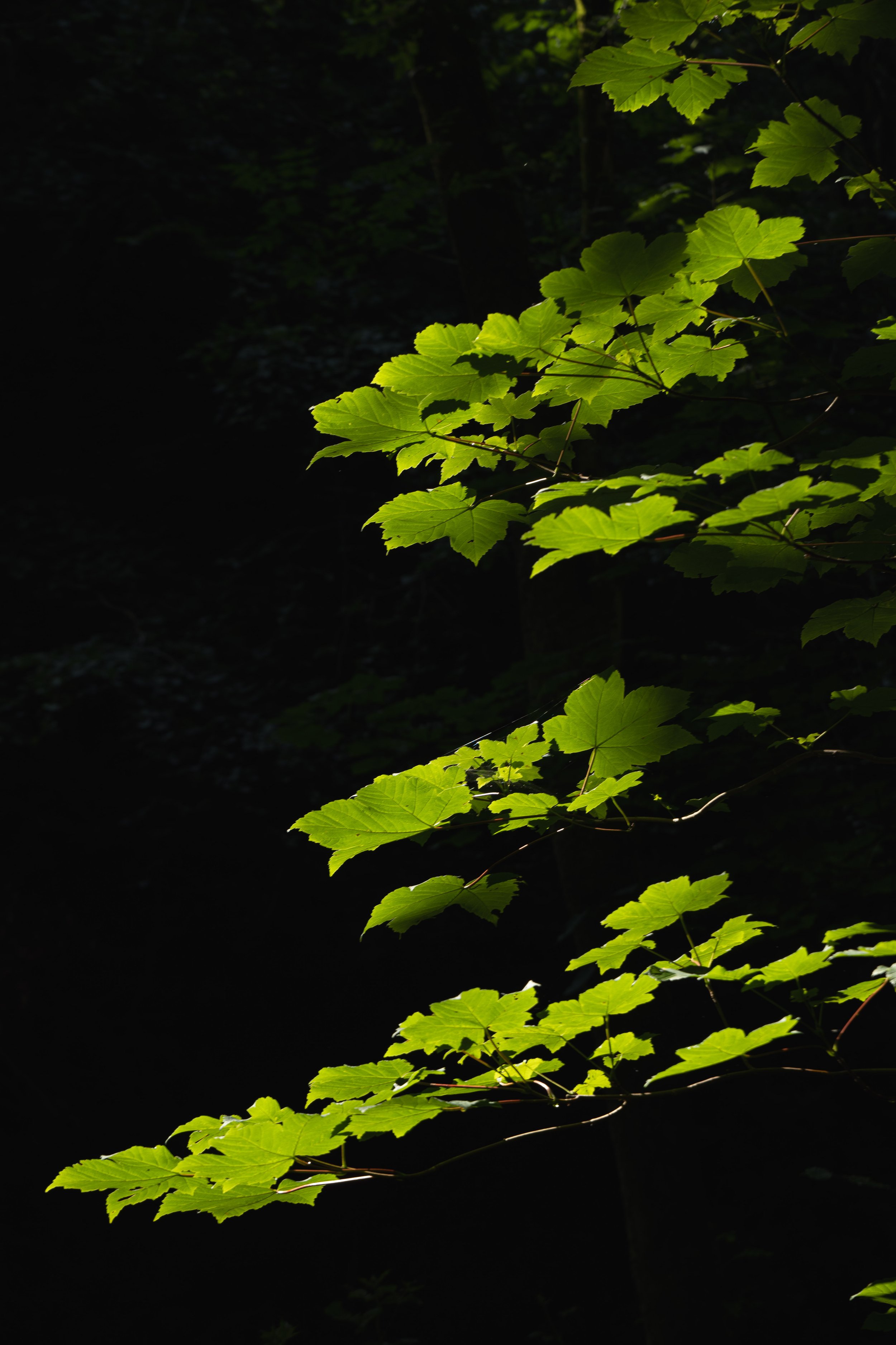 Sunlit green leaves on a branch in a dark forest.