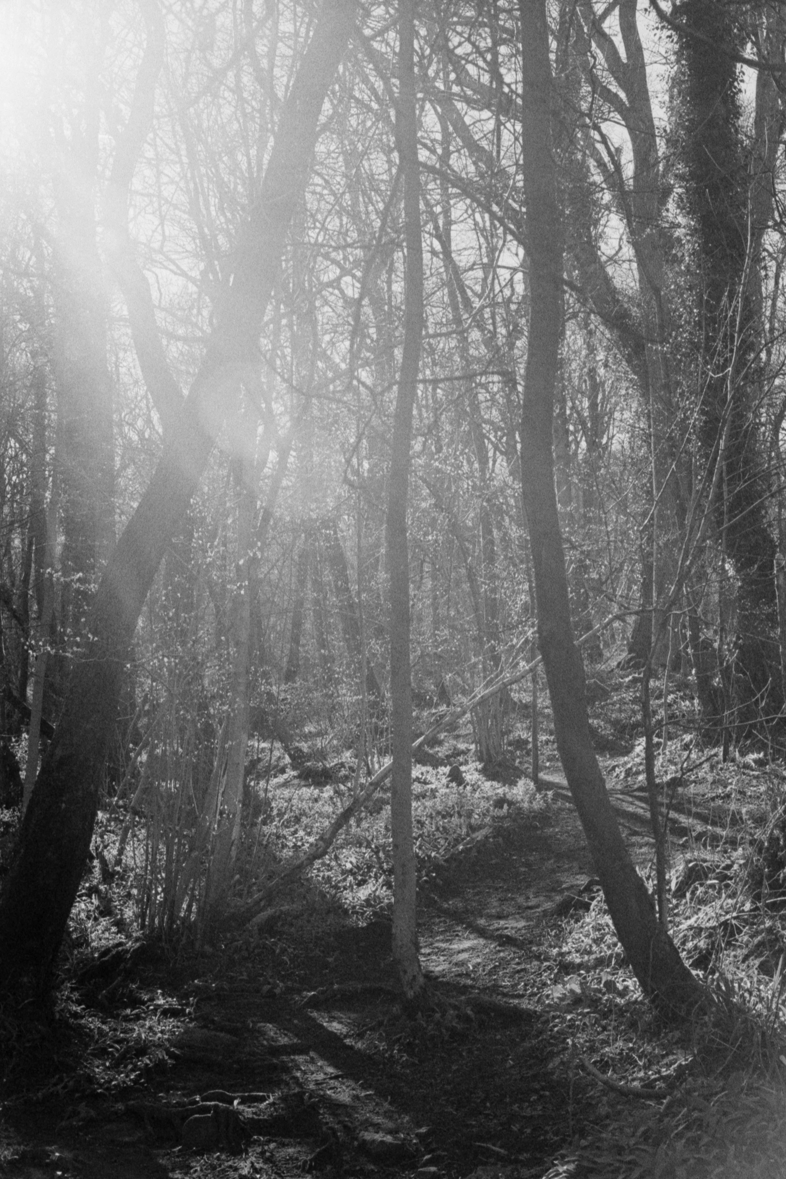 A black and white photo of a wooded forest with sunlight shining through the trees, creating a bright, hazy atmosphere.