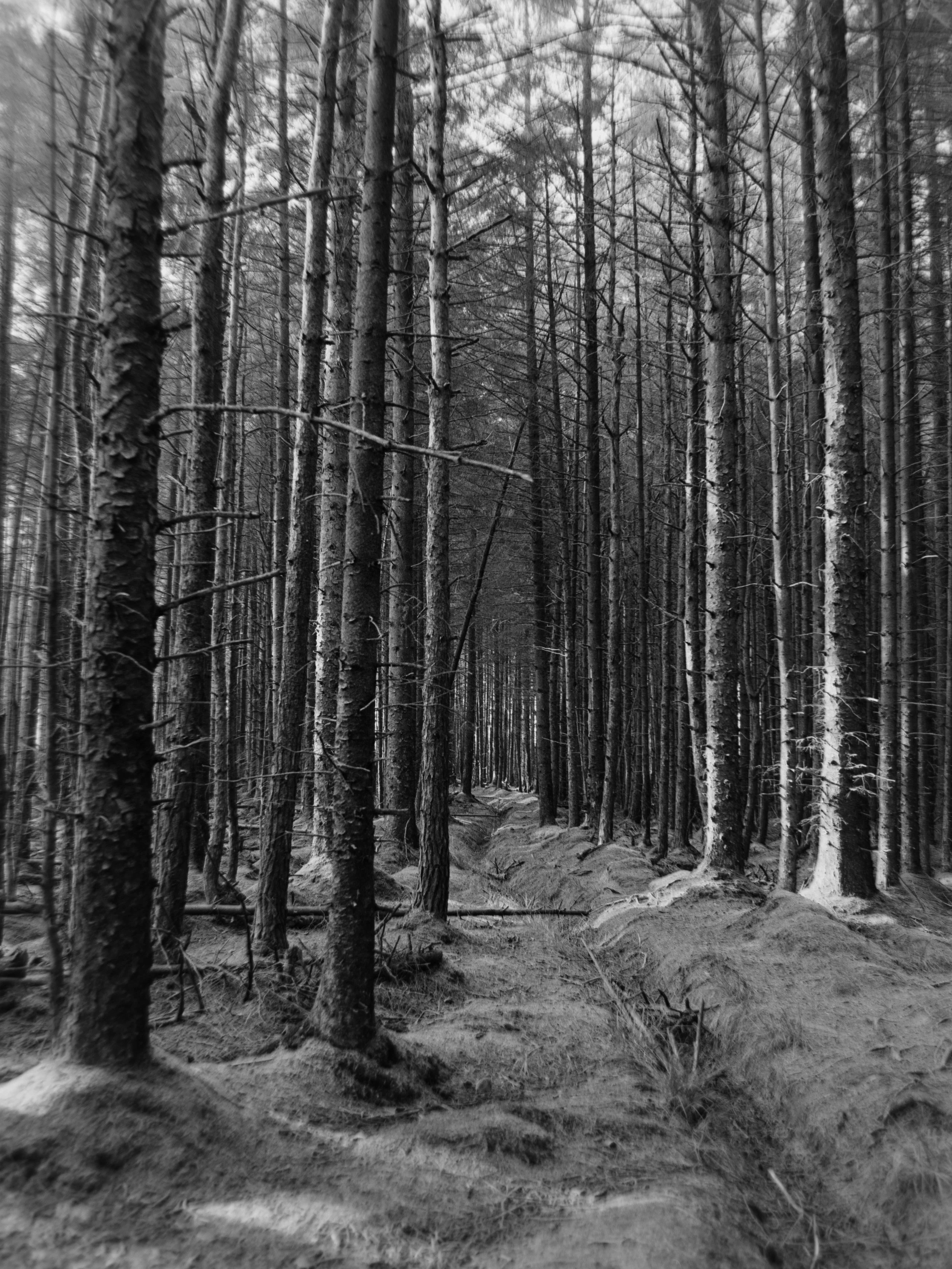 Black and white photograph of a dense forest with tall, thin trees and a narrow dirt path winding through the woods.