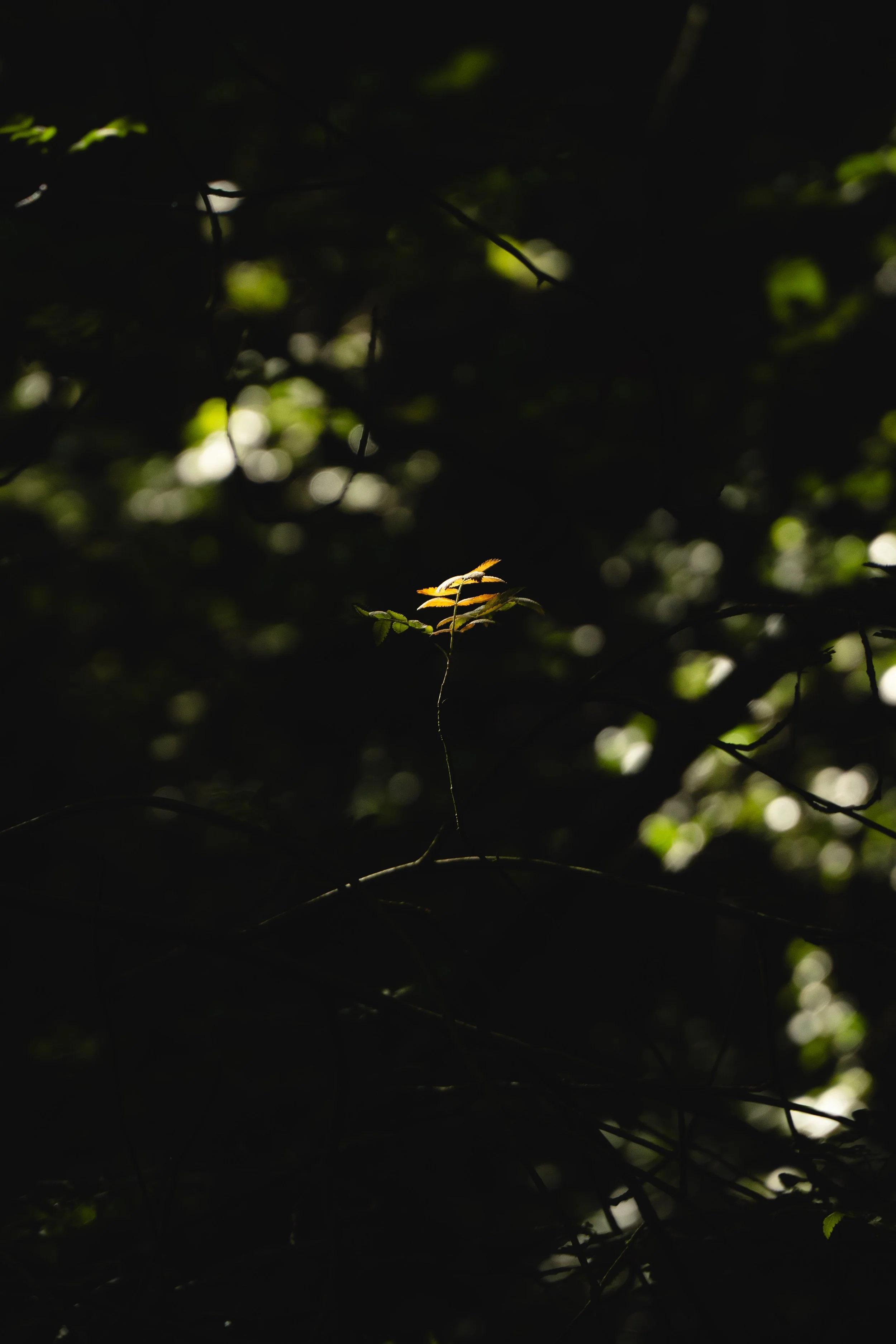 A small, illuminated plant with narrow leaves stands out against a dark, blurred forest background.