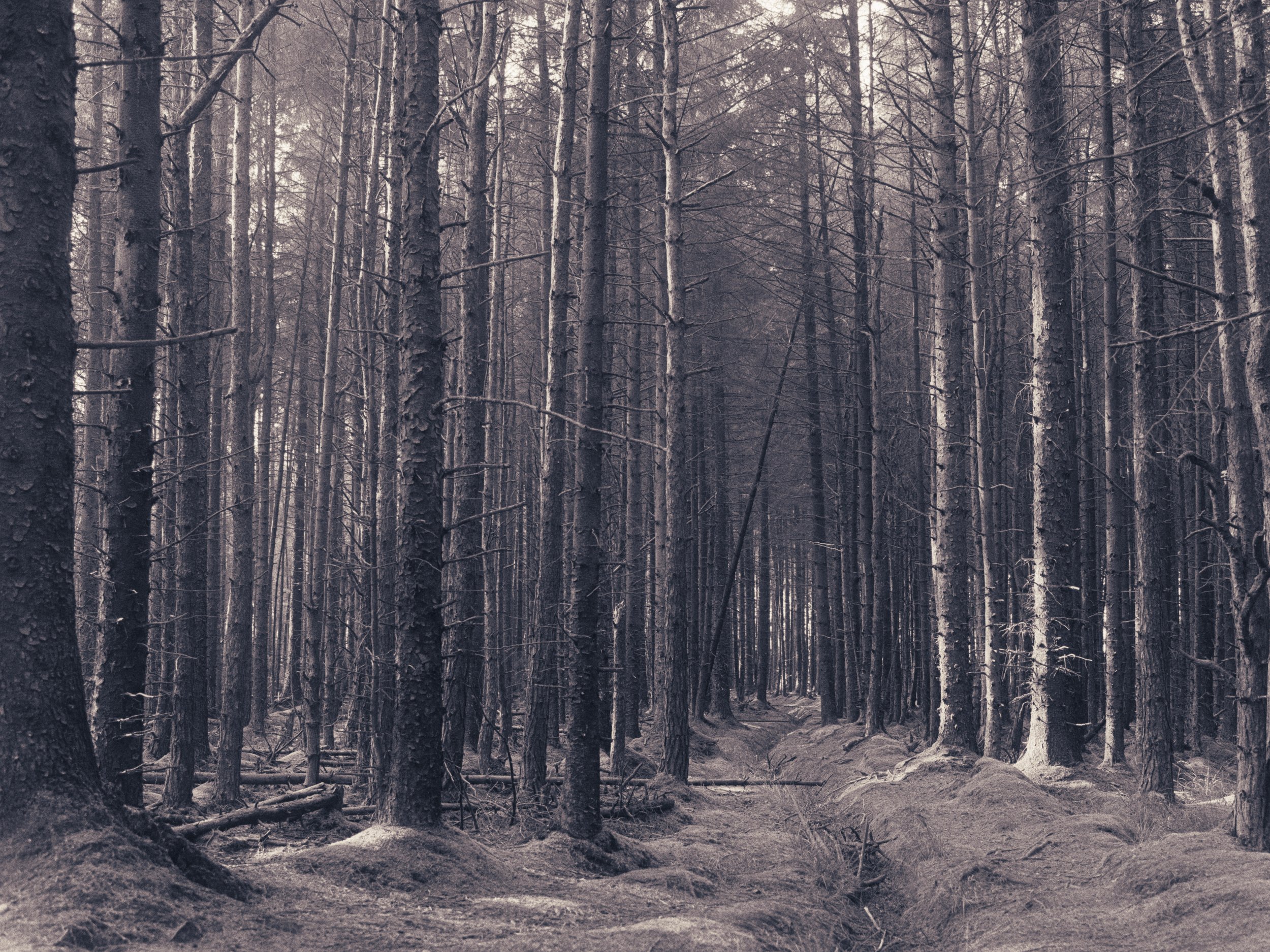 A dense forest with tall, thin trees and a dirt path running through it, in a muted color palette.