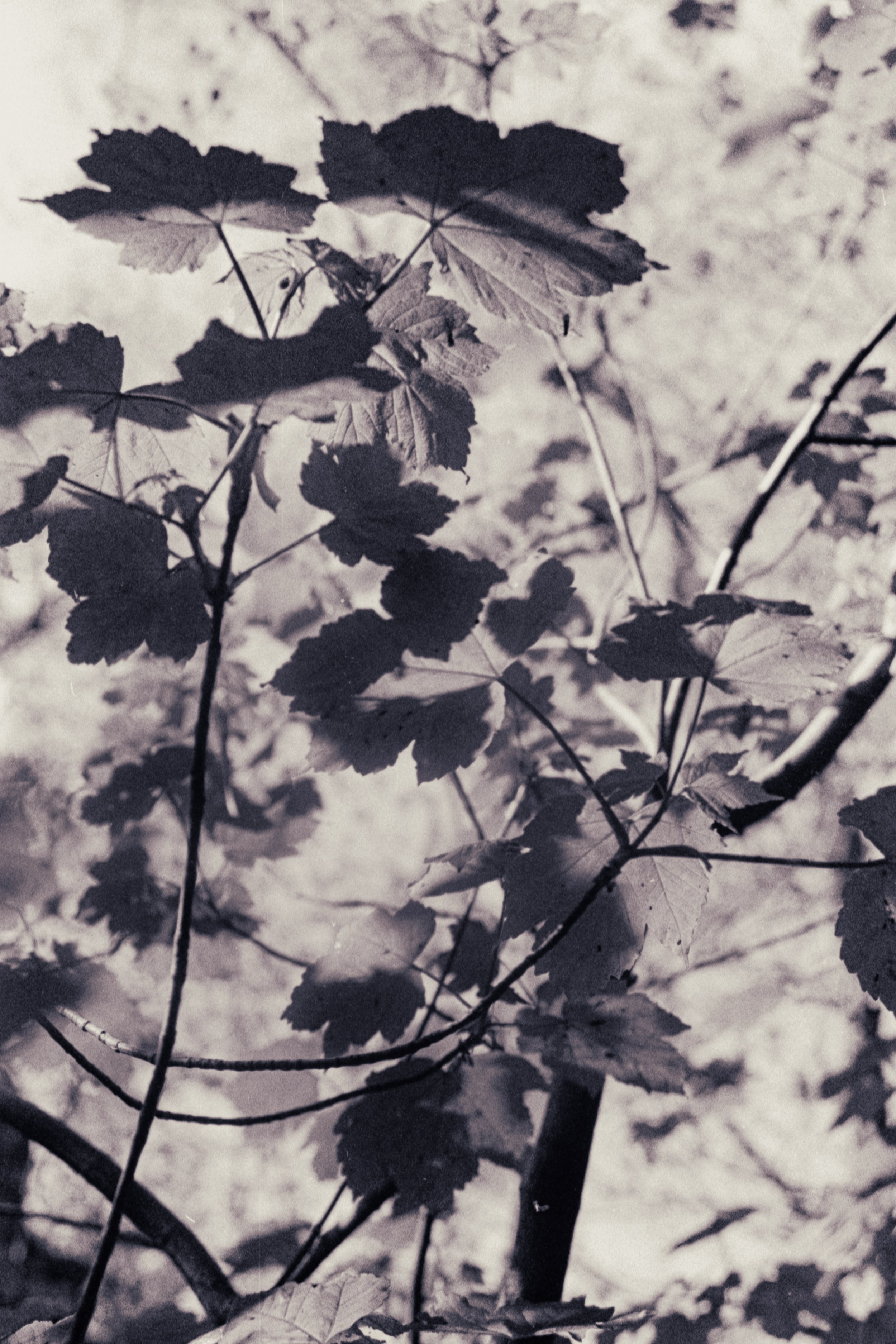 Black and white photo of tree branches and leaves with sky in background.