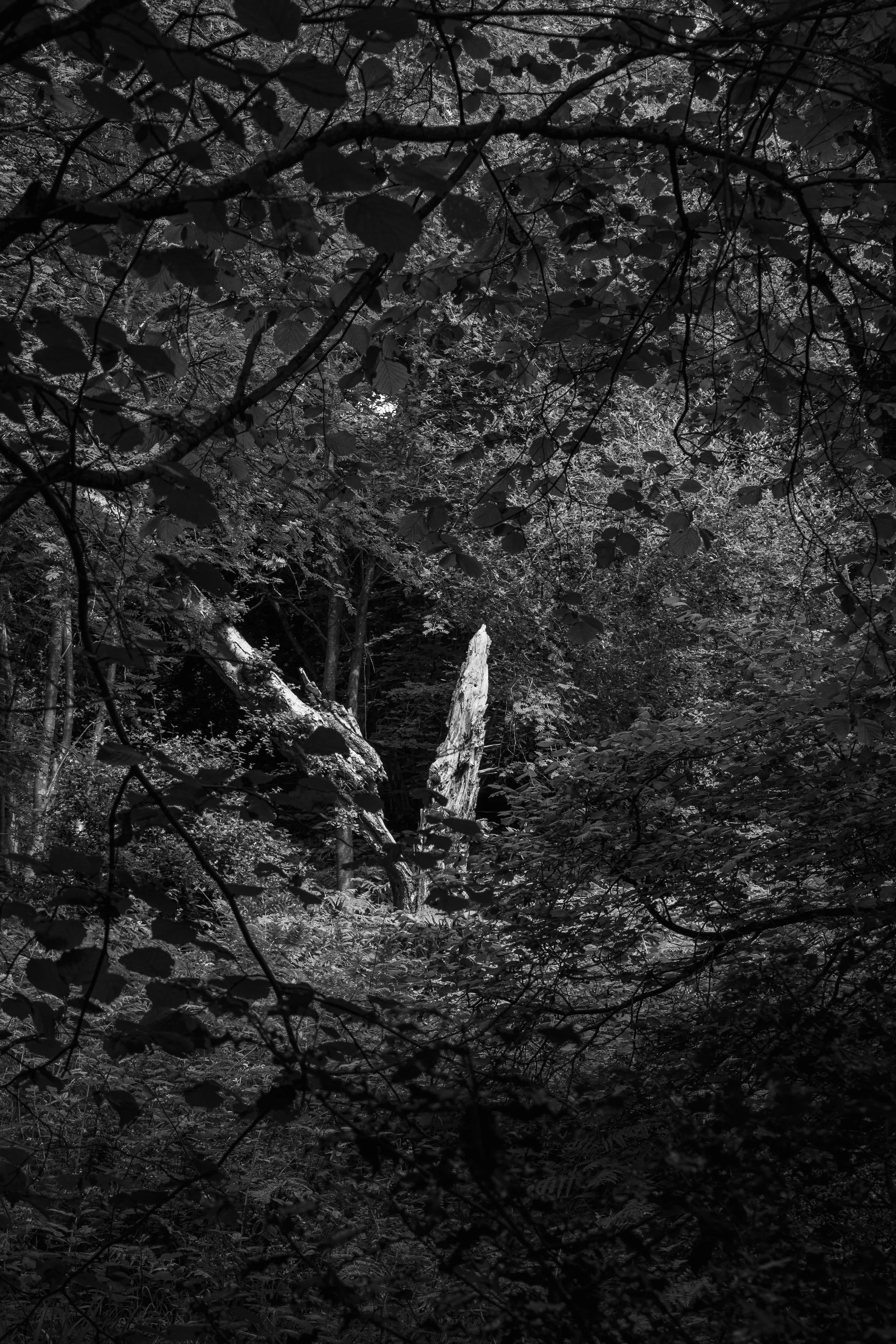 A black and white photograph of a dense forest scene with trees, branches, and leaves. In the center, there is a tall, jagged rock formation protruding upwards amidst the foliage.