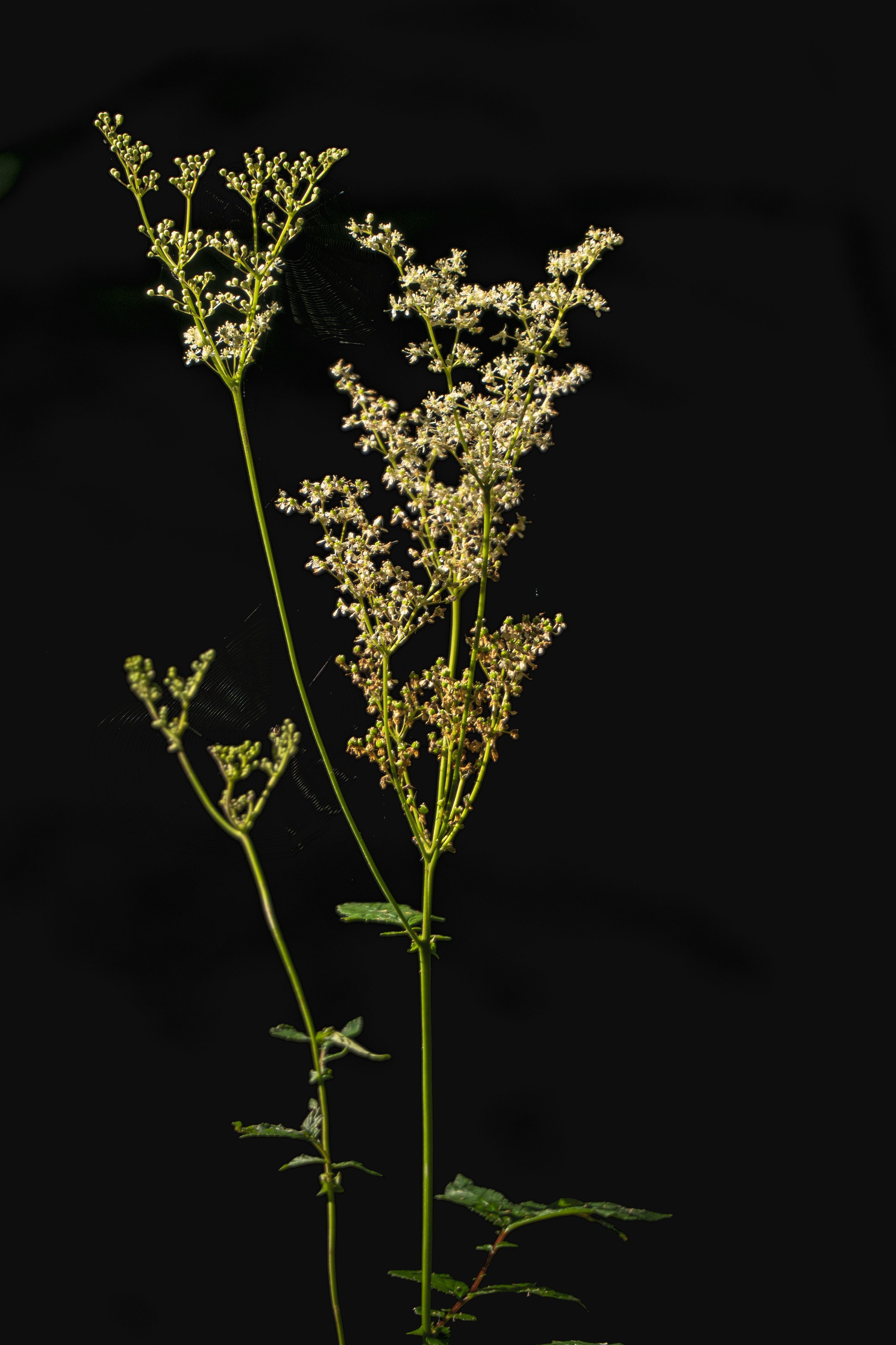 Close-up of a plant with small white flowers against a black background.