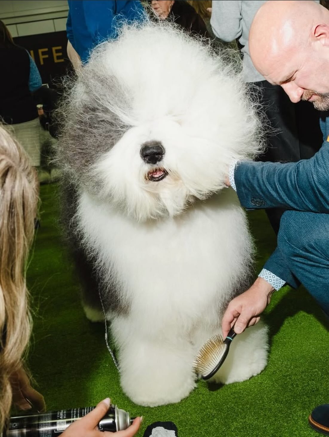 stepping into the new year like ☁️☁️💨

credit: @apisukh for @nytimes at the 150th Westminster Dog Show