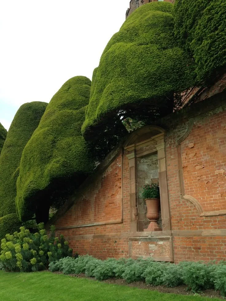 billowy topiaries at Powis Castle ☁️🌳