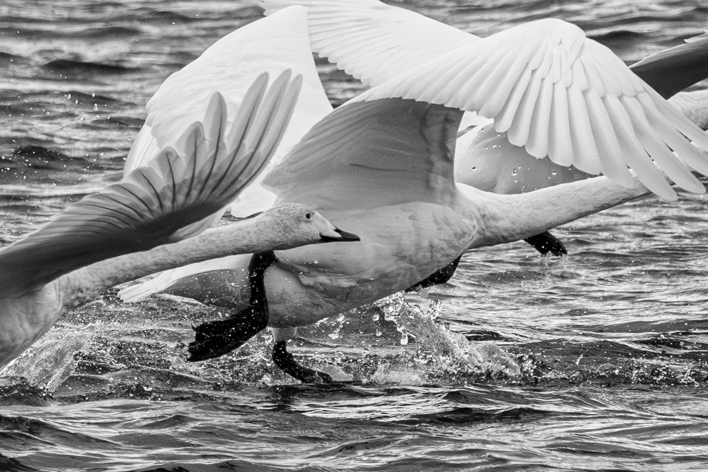 Wind under the Wings