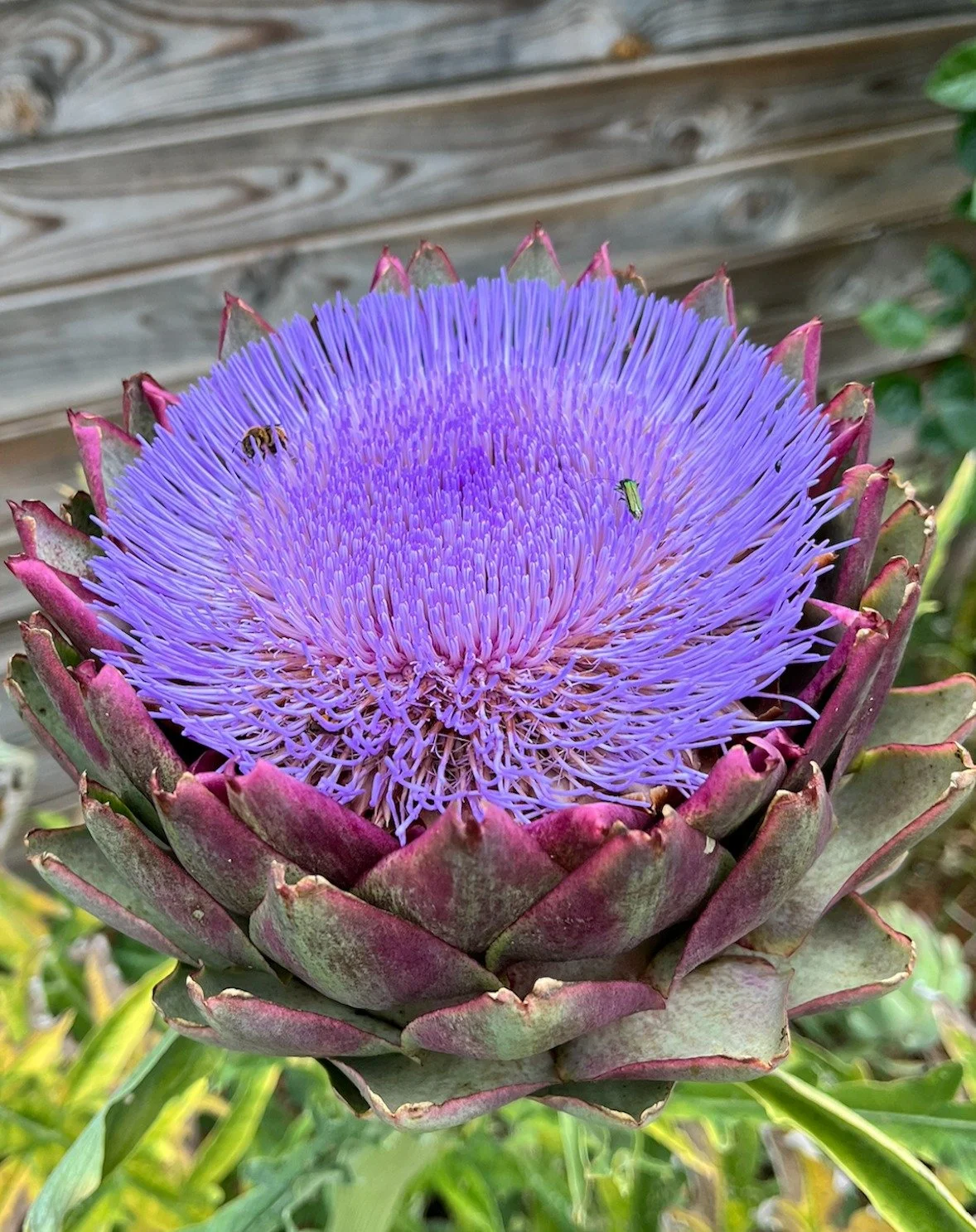 Je ne mange pas les artichauts, je les laisse fleurir, je trouve &ccedil;a plus int&eacute;ressant... c'est un peu comme une attraction de f&ecirc;te foraine pour insectes.🧚