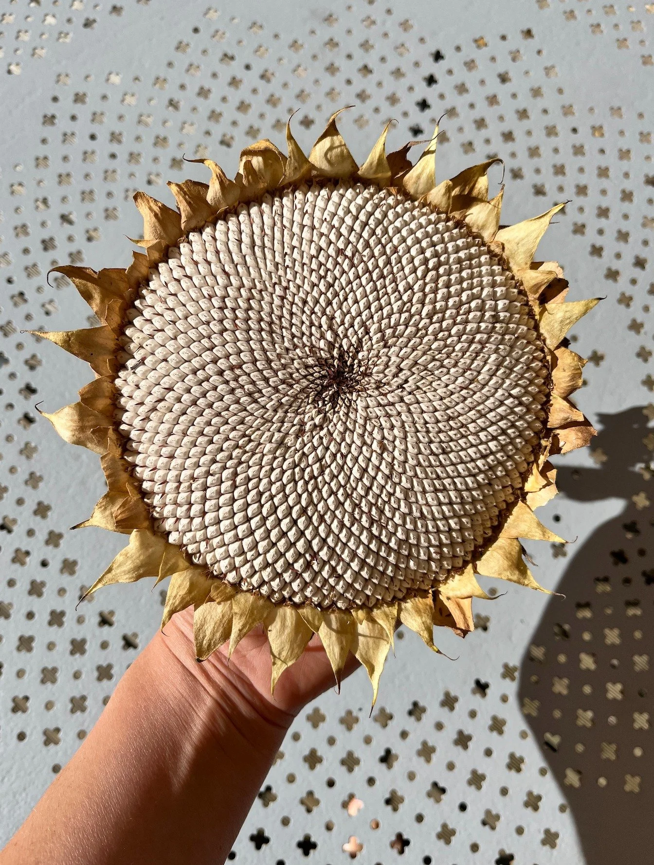 Perfection 🌻
Ce sera pour les oiseaux. Ils ont bien appr&eacute;ci&eacute; l'ann&eacute;e derni&egrave;re 🐦