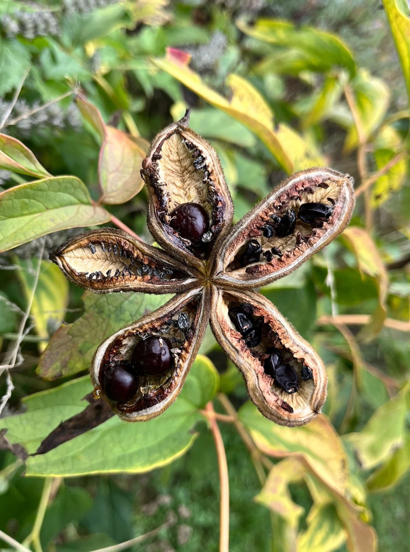 ⭐🌱 Graine de pivoine arbustive, &agrave; semer &agrave; 2,5 cm de profondeur, para&icirc;t-il... Et ne pas d&eacute;sesp&eacute;rer si cela ne germe pas la premi&egrave;re ann&eacute;e, cela peut prendre deux ans... Et la floraison, d'ici cinq ans. 