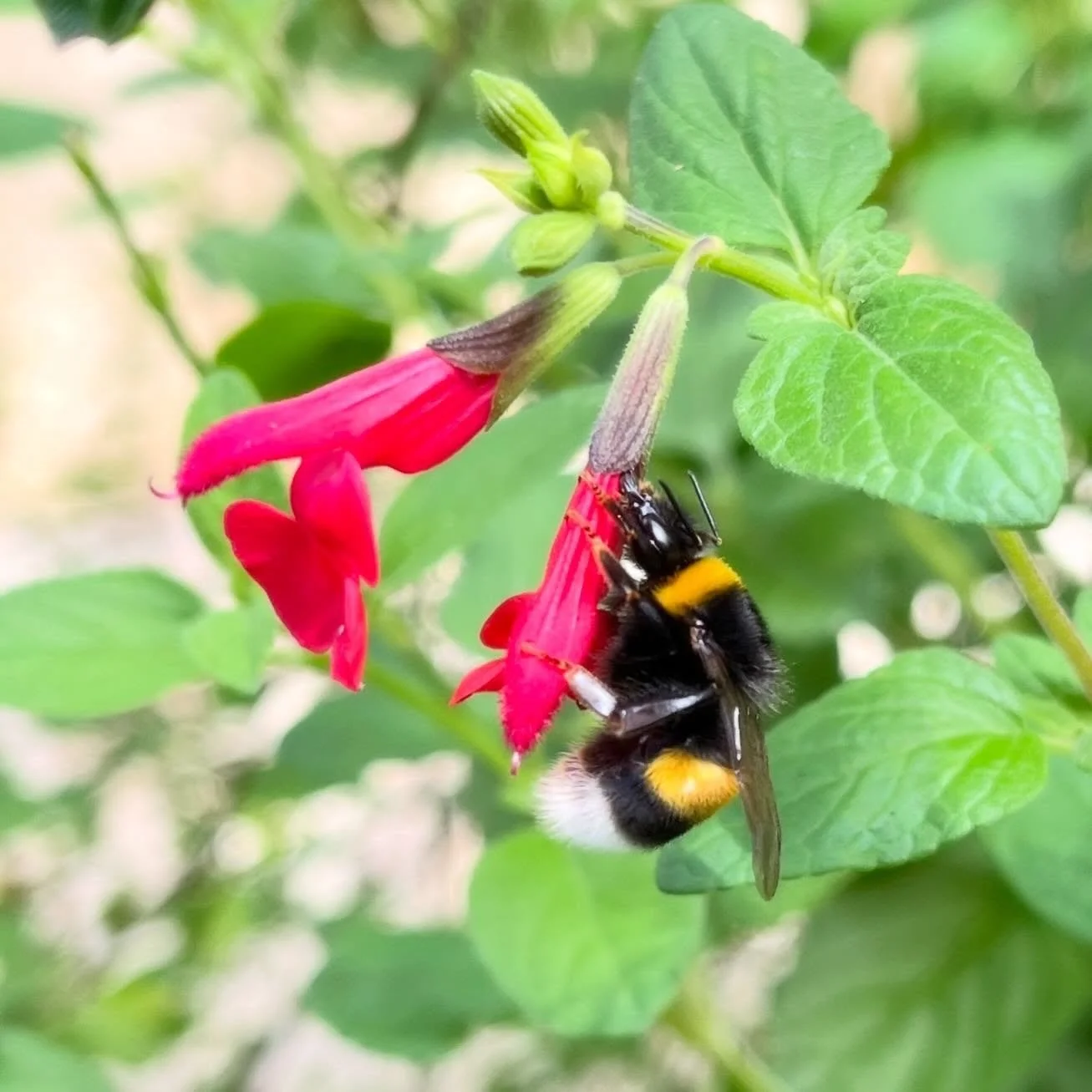 🐝🌺❤️