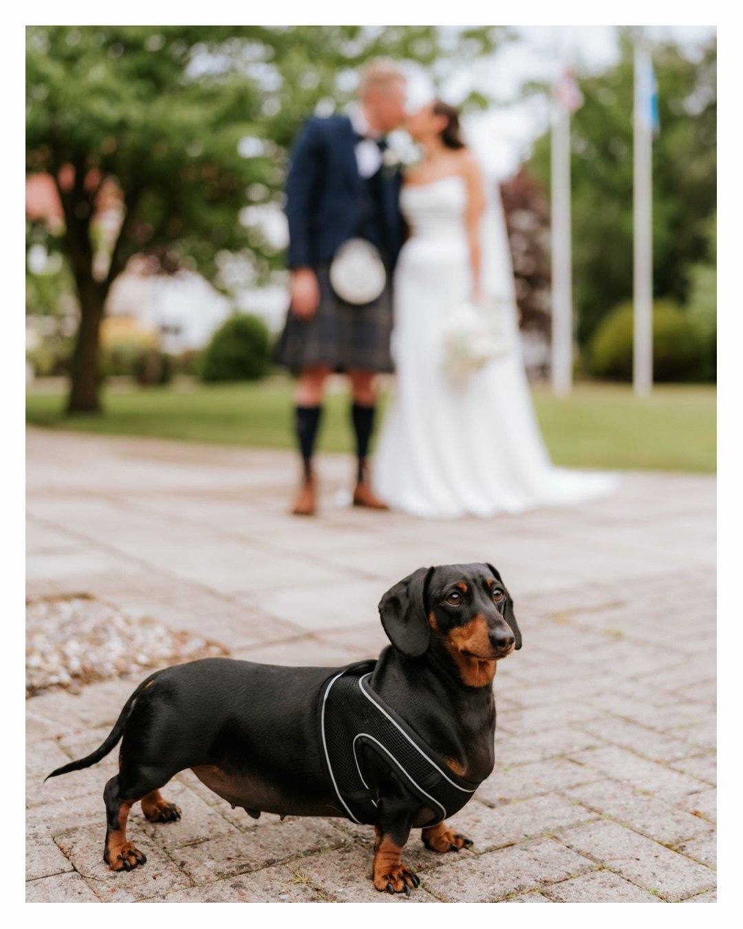 A wee tribute post to the furry baby&rsquo;s, the groomsmen, the bridesmaids, the ring bearers aka the gorgeous dogs that I see at my weddings 🐶💍❤️ #weddings #dogsofinstagram #weddingdog