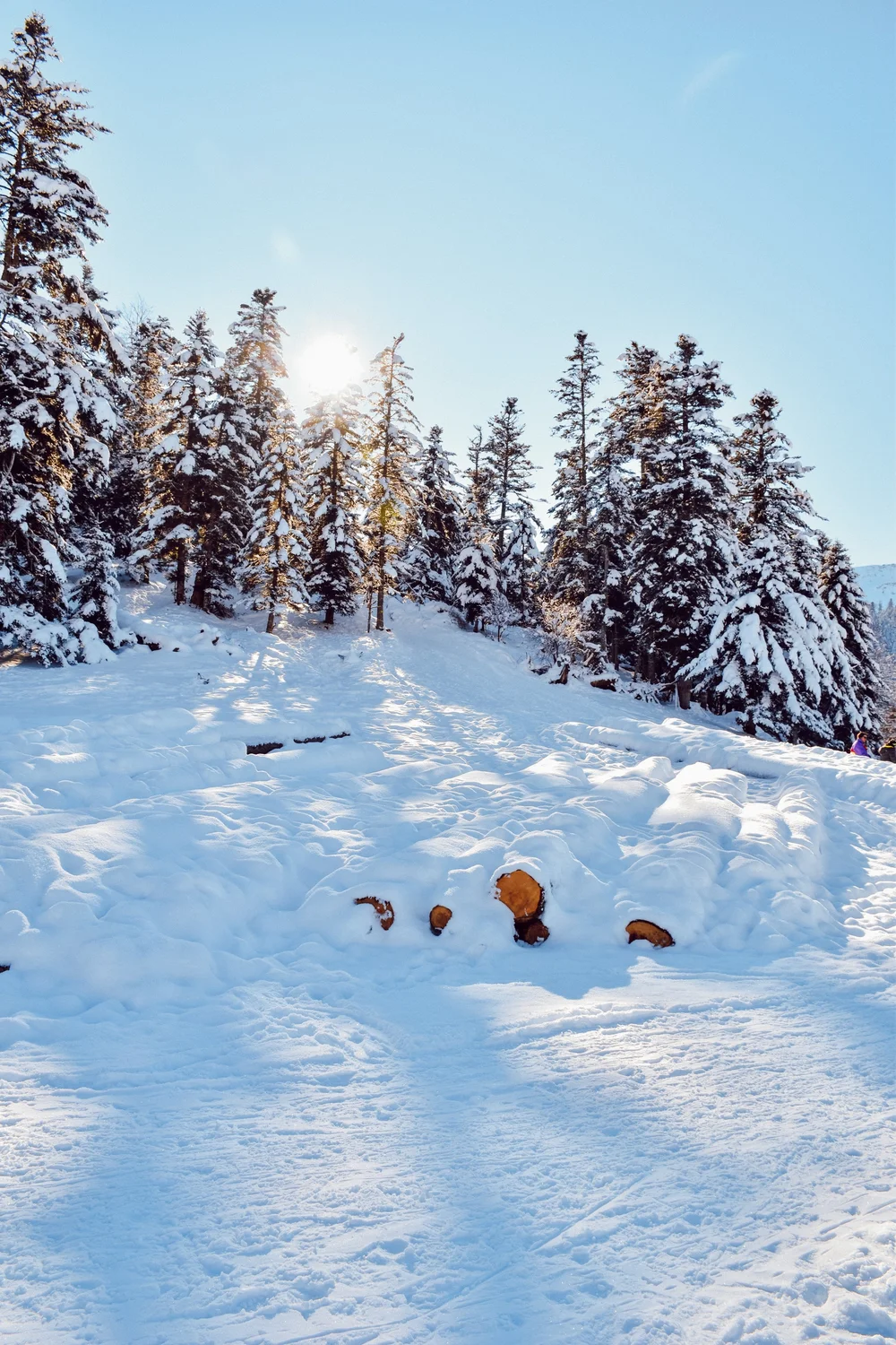 Foret sapin payolle.JPG